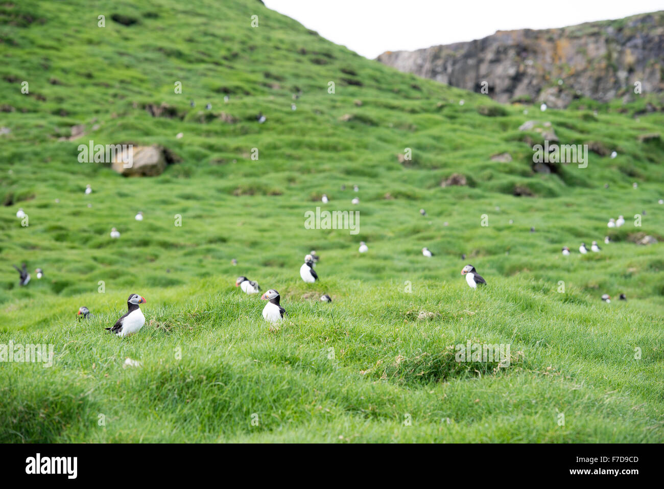 Atlantic Papageientaucher, fratercula Arctica sitzen auf Gras auf den Färöer Inseln vor der Höhle Stockfoto