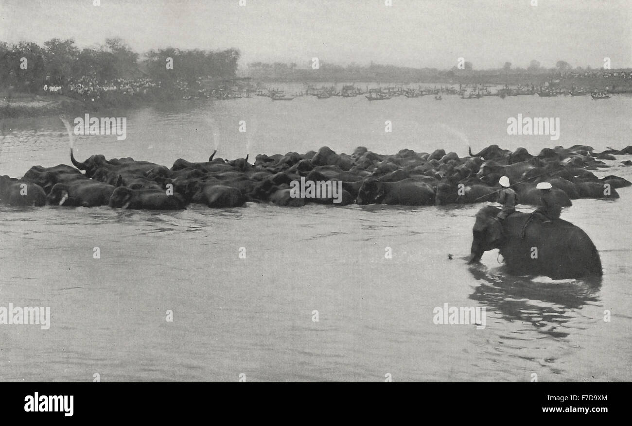 Die letzte Etappe des Königs Elefanten jagen in Siam - ein beliebtes Urlaubsziel: Zuschauer strömen in die Szene zu Tausenden und wo die Herde kreuzt der Fluss der Stream ist bedeckt mit Booten, um 1900 Stockfoto