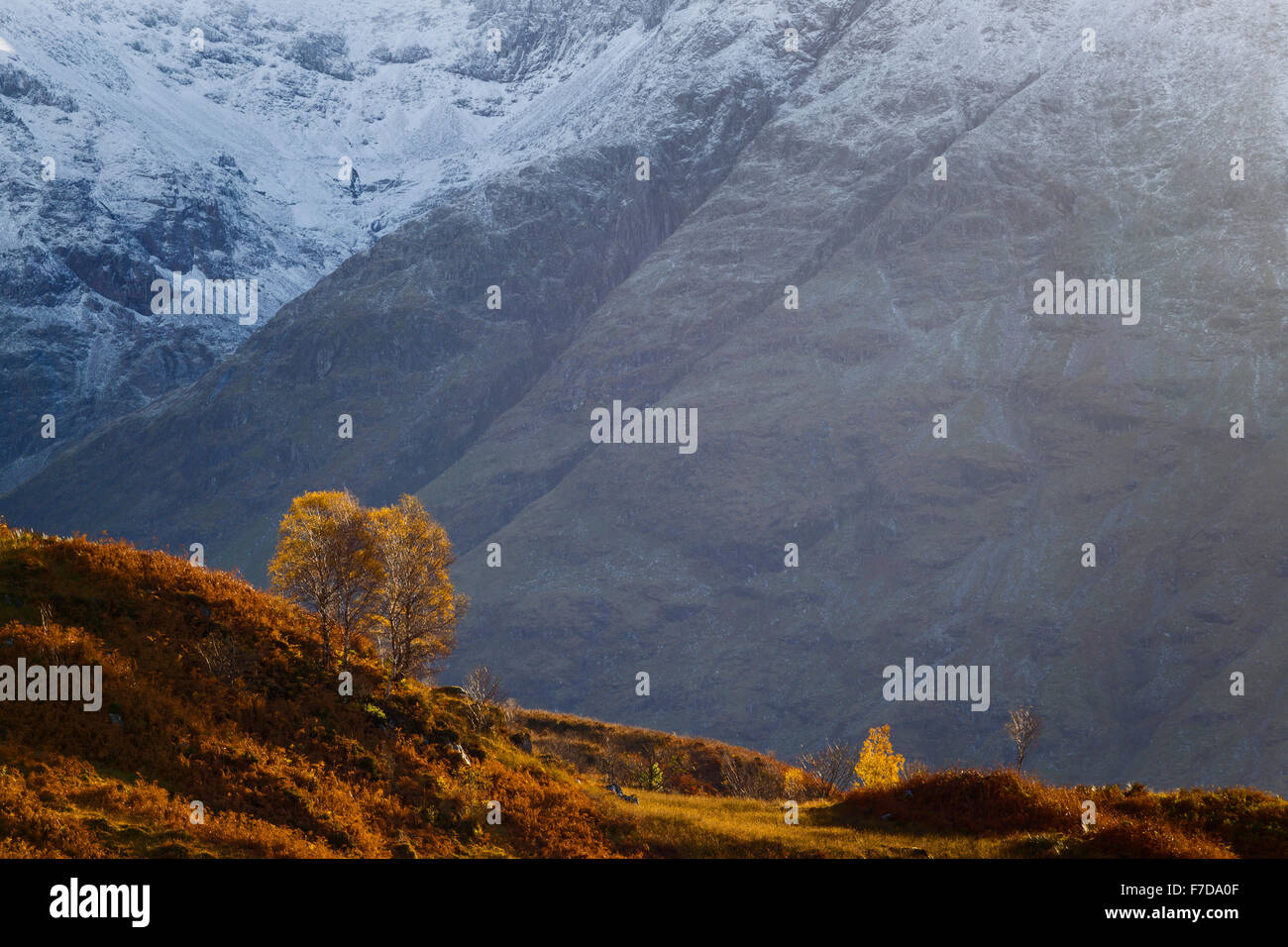 Silber-Birken in herbstlichen Farben mit Bidean Nam Bian als Hintergrund, auf die Besteigung des Pap von Glencoe, Schottland Stockfoto