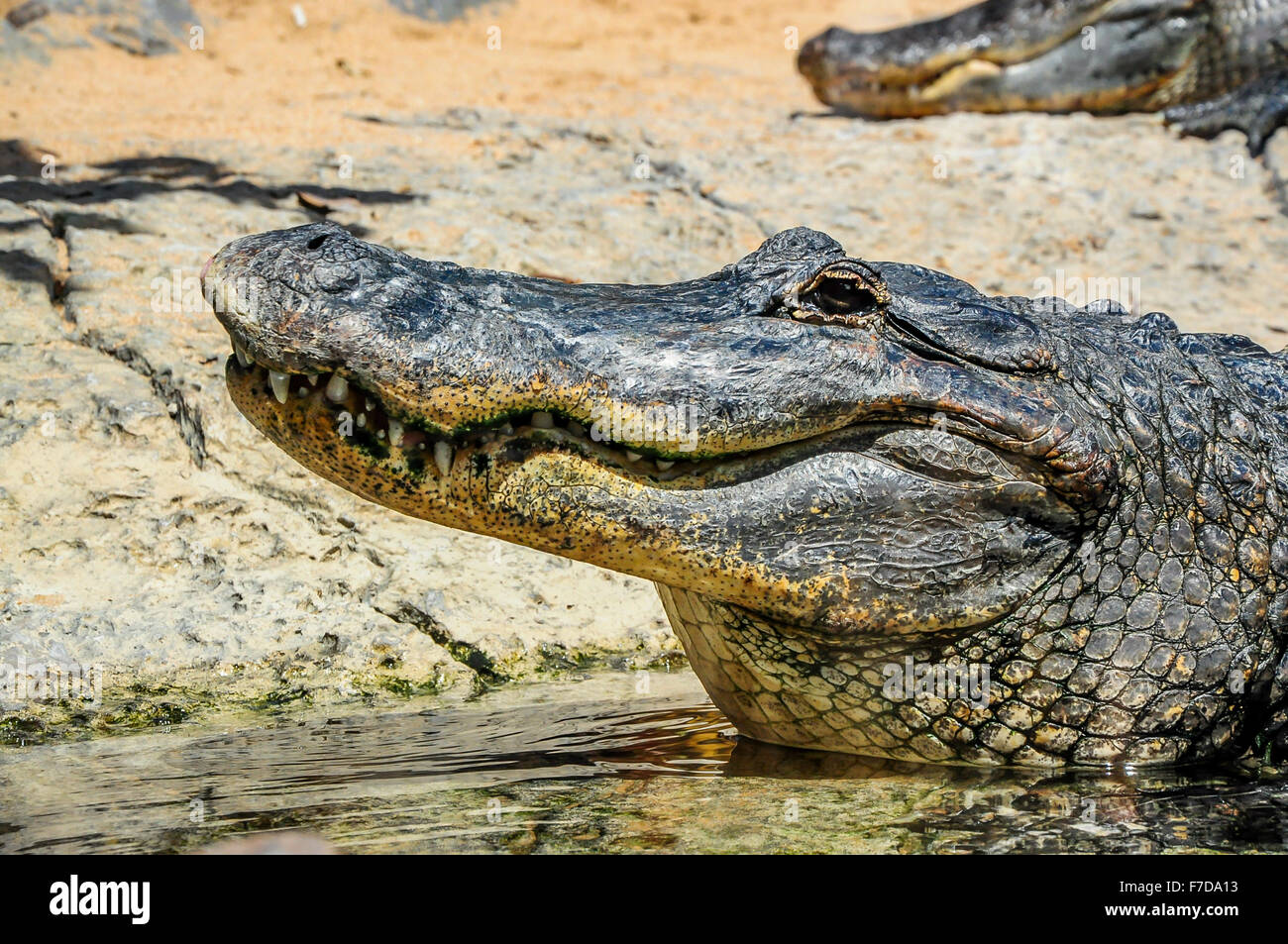 Gefährlichen Alligator im zoo Stockfoto