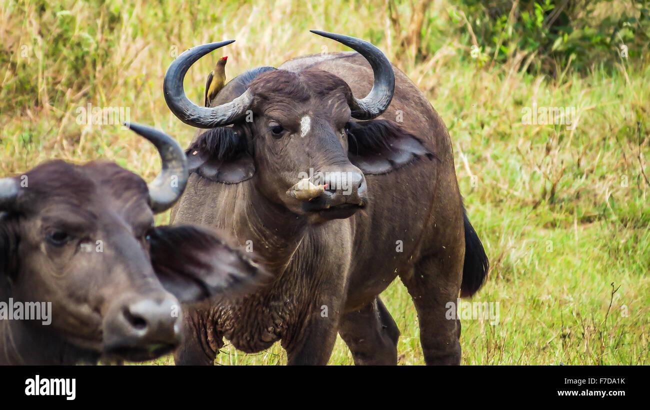 Buffalo, die Reinigung durch kleine Vögel, Kenia Stockfoto