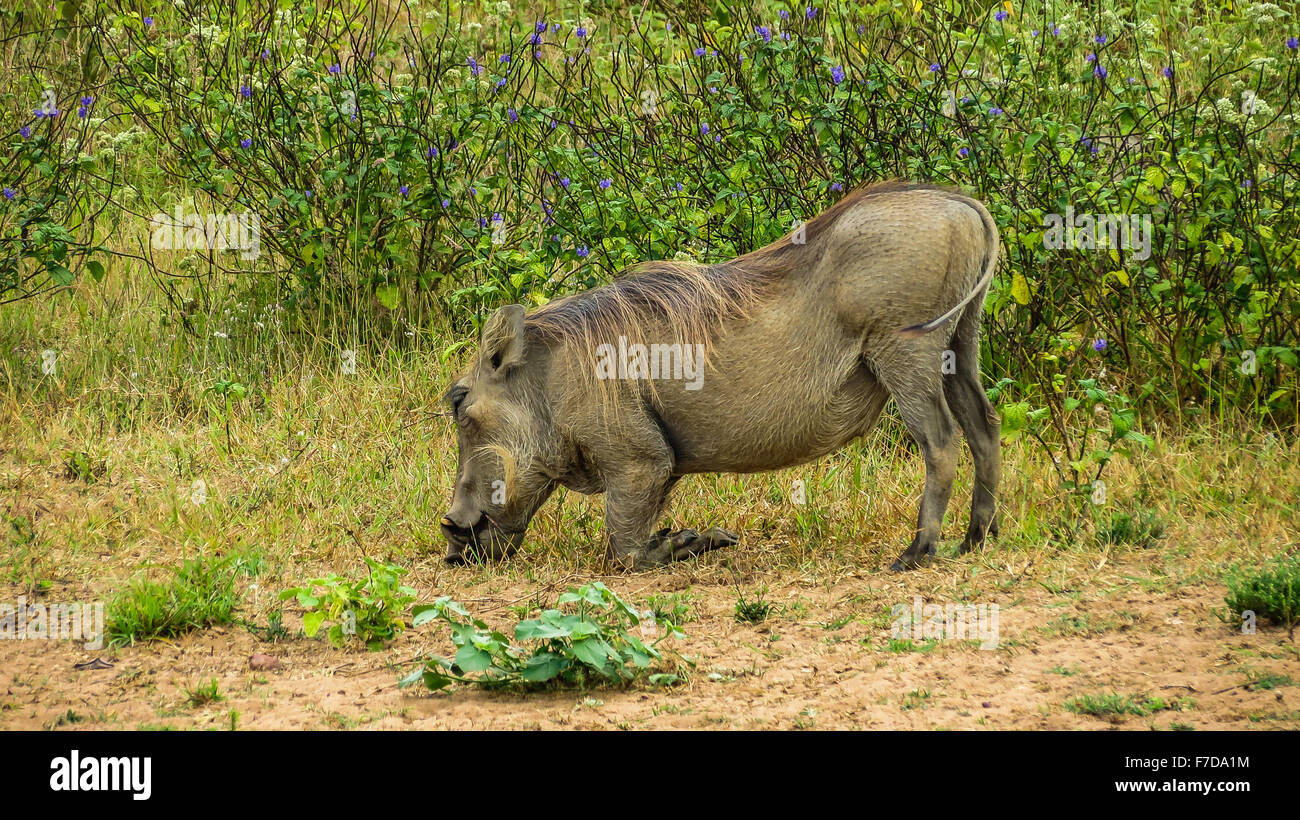 Warzenschwein Essen Rasen auf Savanne, Kenia Stockfoto