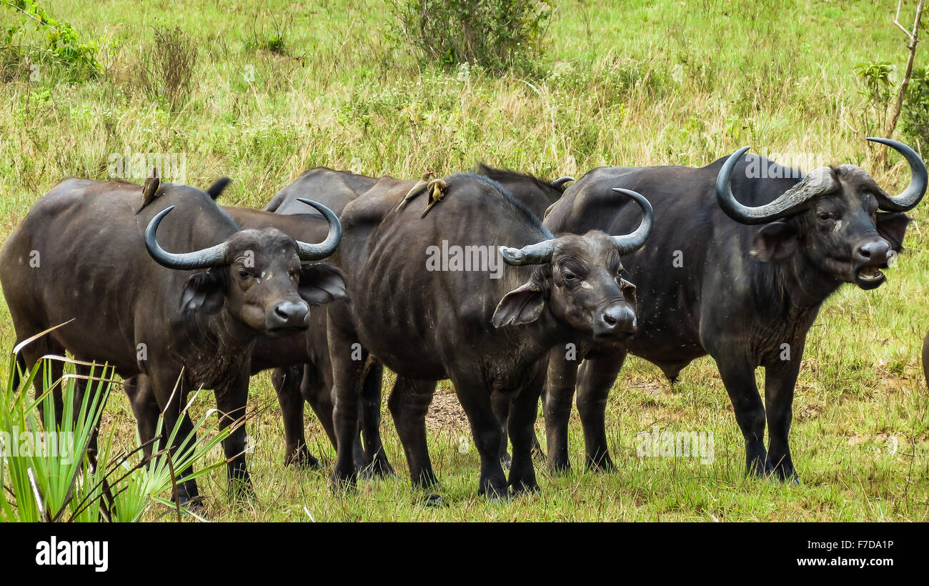 Buffalo, die Reinigung durch kleine Vögel, Kenia Stockfoto