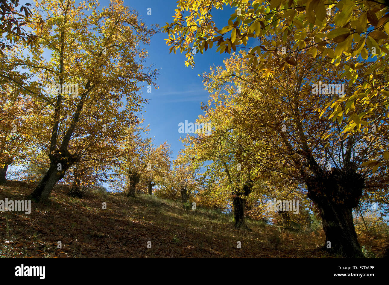 Sierra de Aracena Naturpark, Kastanien im Herbst Los Marines, Huelva Provinz, Region von Andalusien, Spanien, Europa Stockfoto