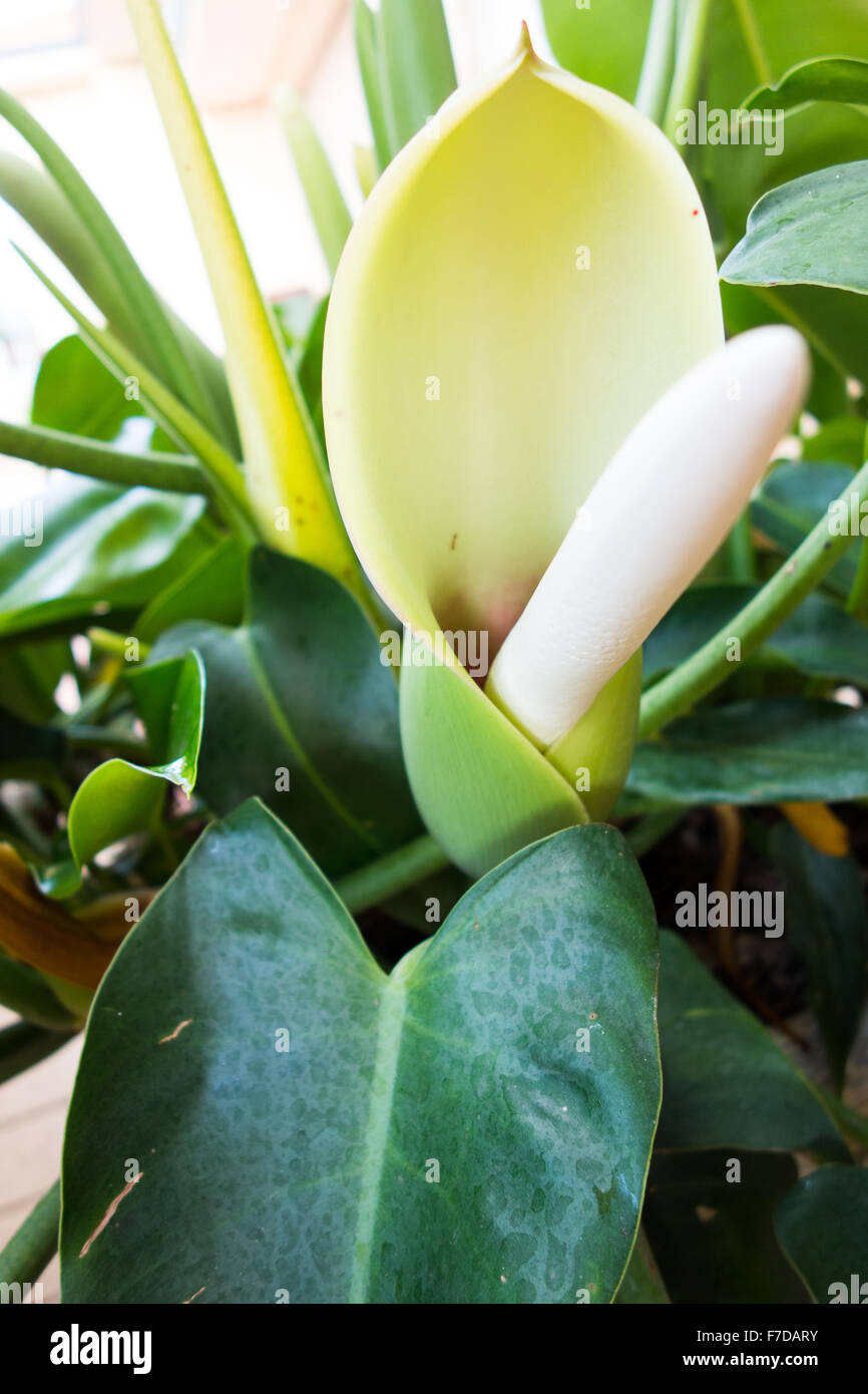 jasmin plant Potted Jasmine