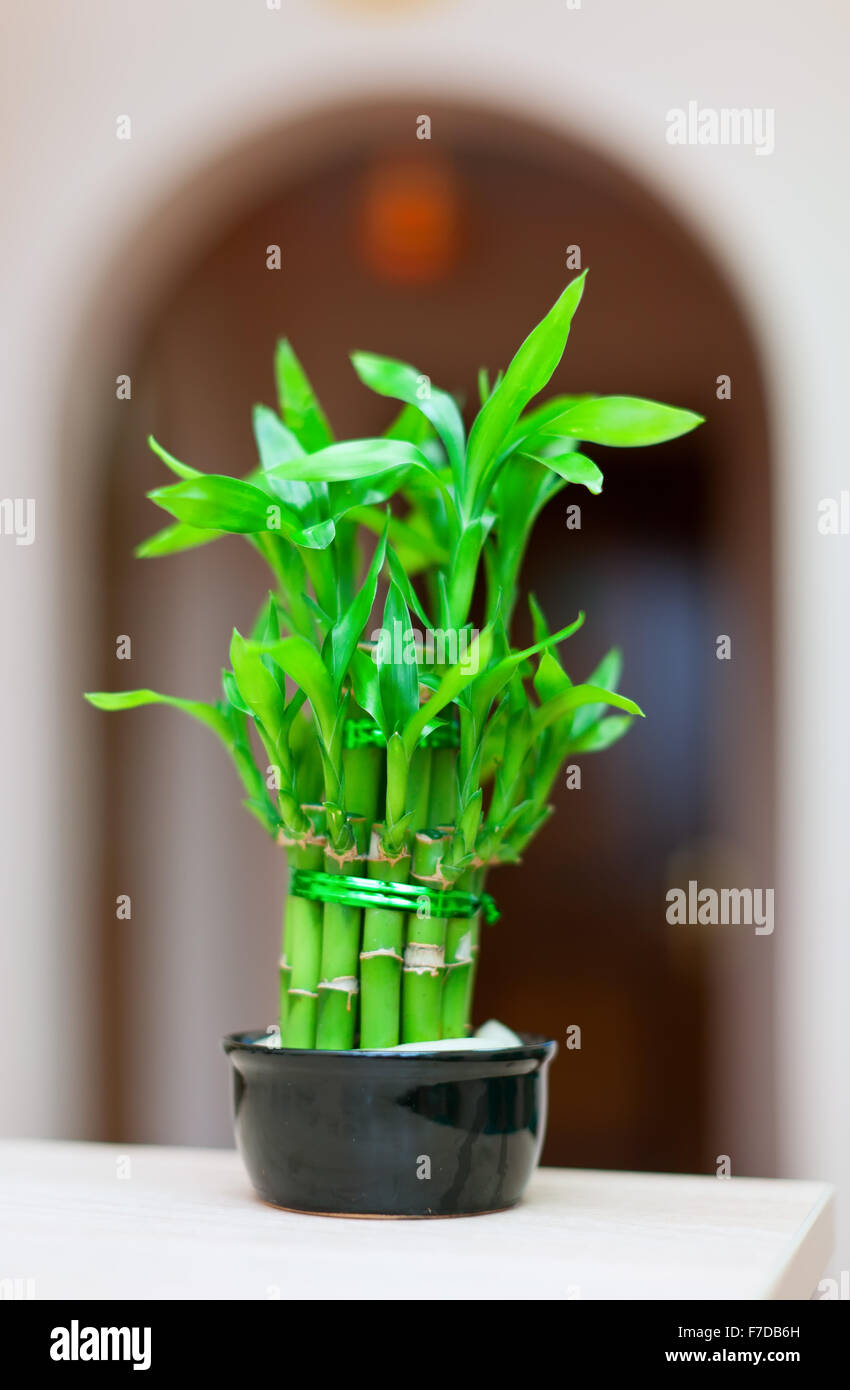 Bambuspflanze im Topf im Haus innen Stockfotografie - Alamy