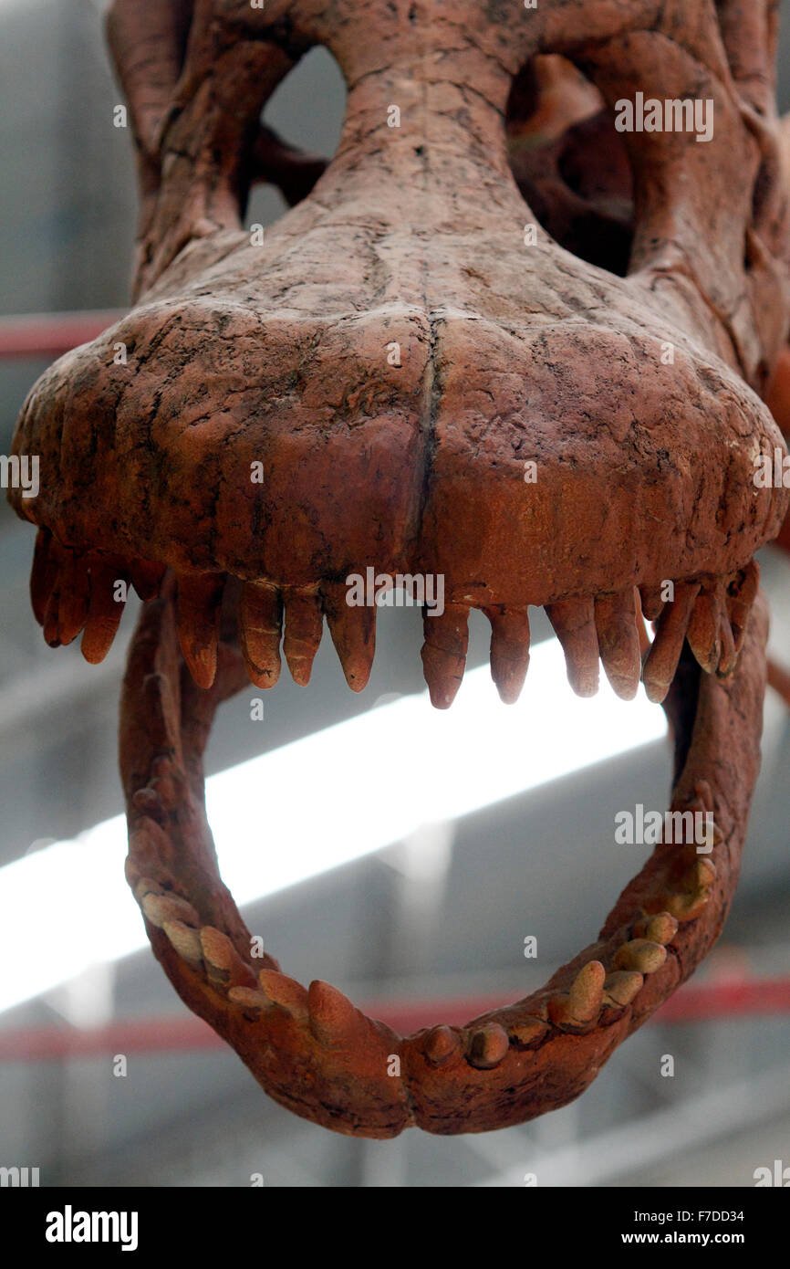Weltweit größte Dinosaurier rekonstruiert Skelett Predio Ferial, Trelew, Chubut Region Patagonien, Argentinien. Entdeckten 2014 Stockfoto