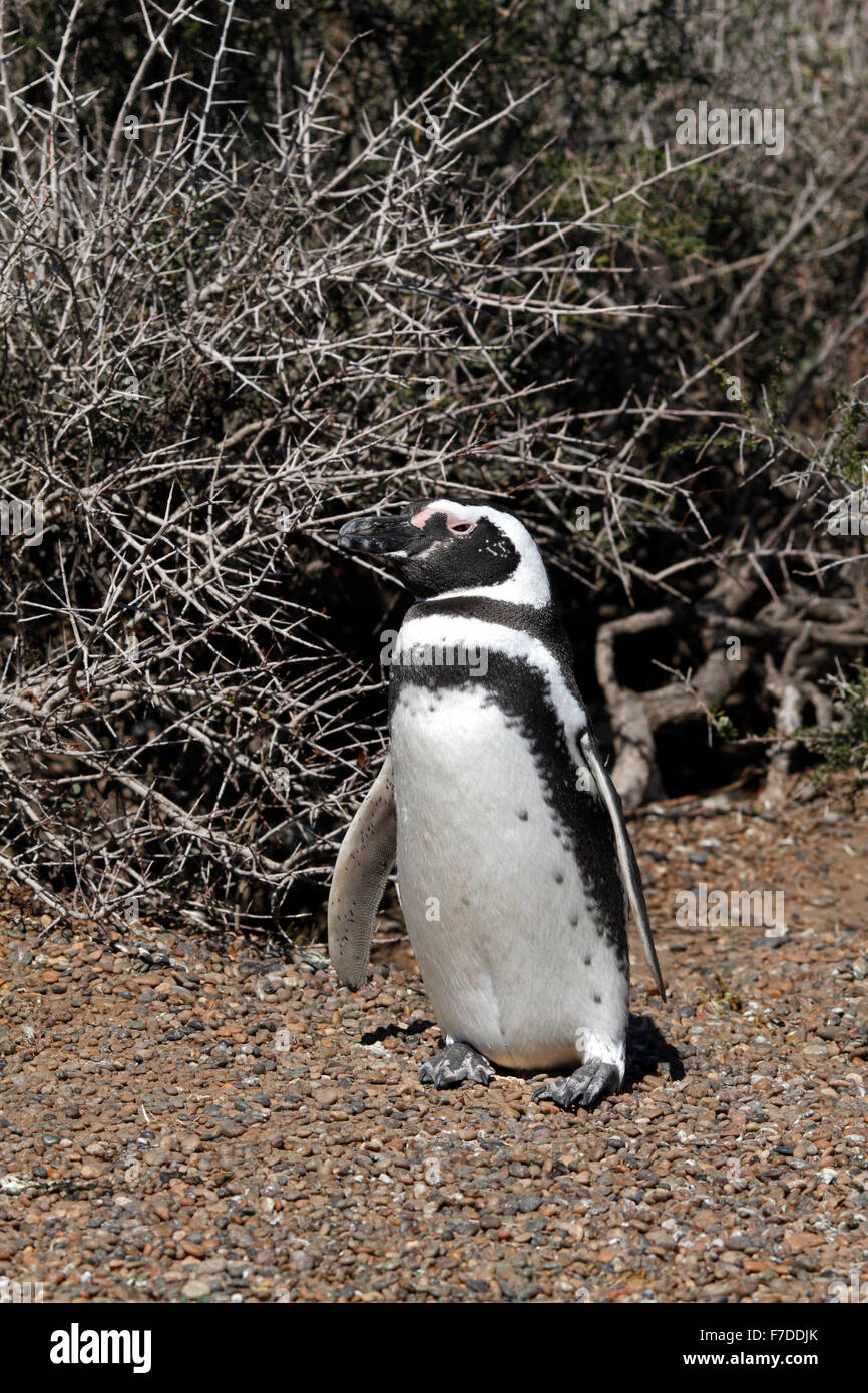 Magellanic Penguin stehen. El Pedral, Punta Ninfas, Provinz Chubut, Patagonien, Argentinien. Stockfoto