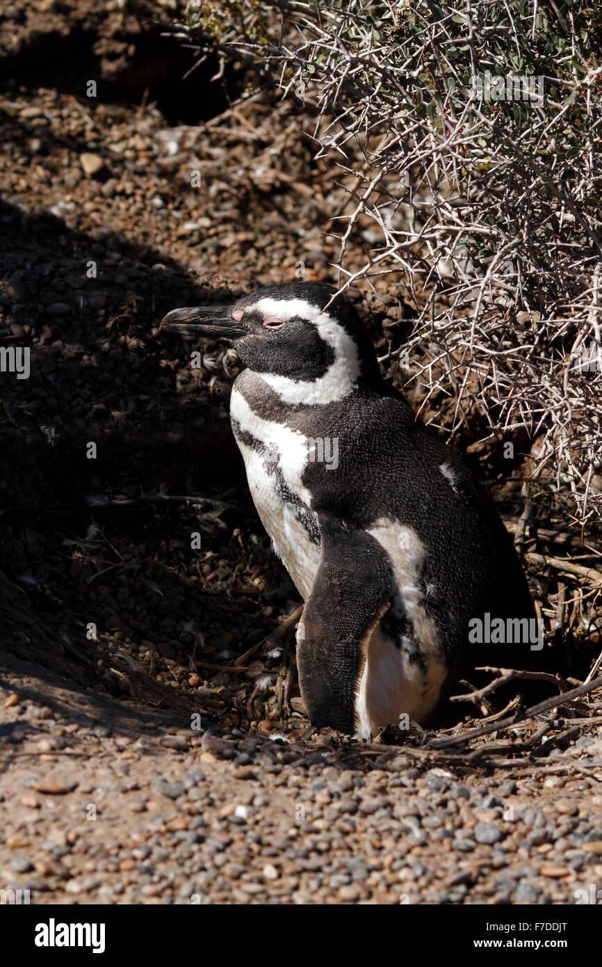 Magellanic Penguin stehen. El Pedral, Punta Ninfas, Provinz Chubut, Patagonien, Argentinien. Stockfoto