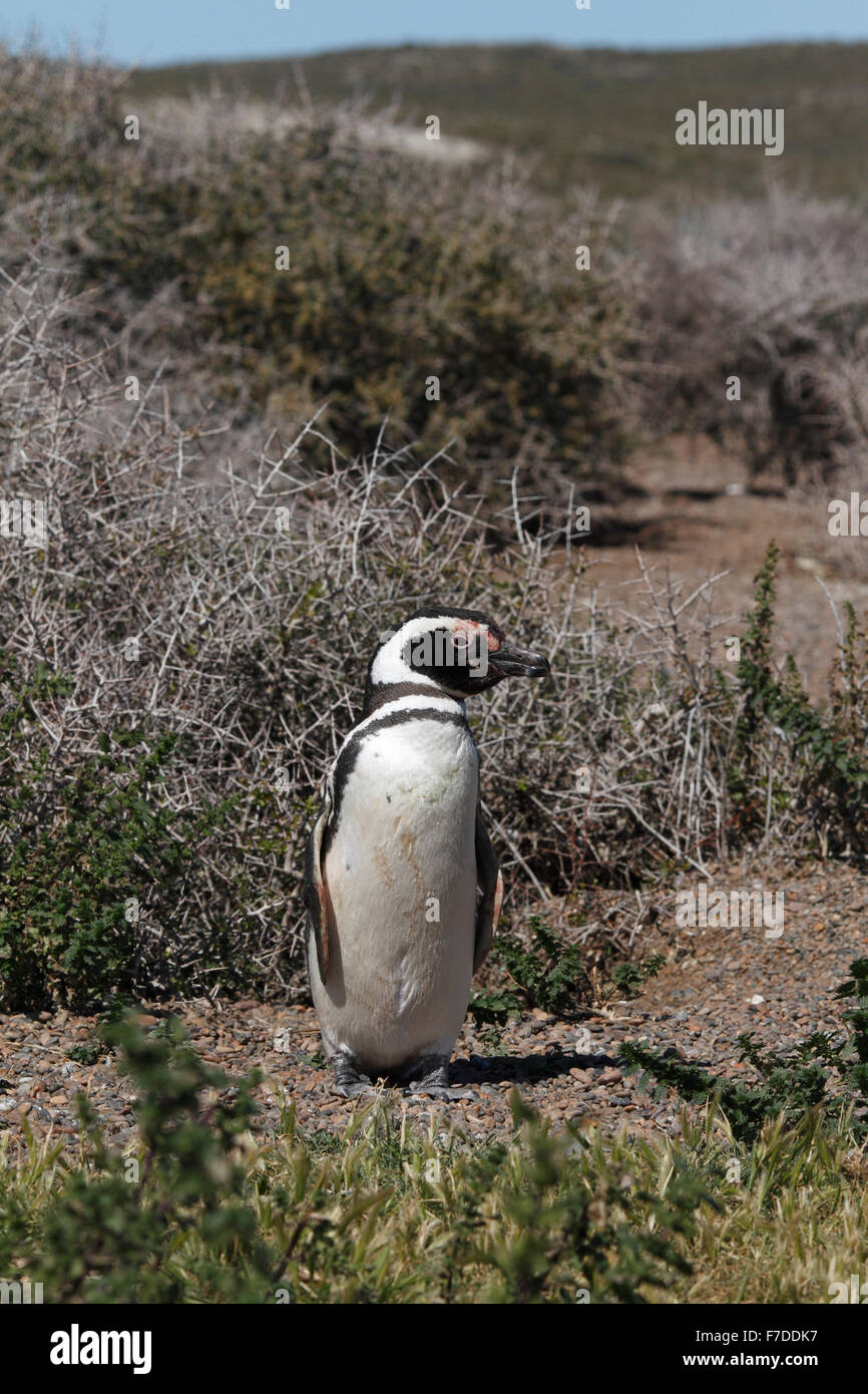 Magellanic Penguin stehen. El Pedral, Punta Ninfas, Provinz Chubut, Patagonien, Argentinien. Stockfoto