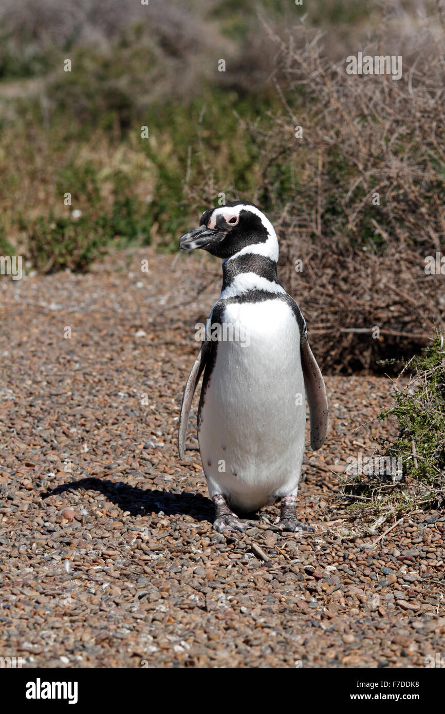 Magellanic Penguin stehen. El Pedral, Punta Ninfas, Provinz Chubut, Patagonien, Argentinien. Stockfoto