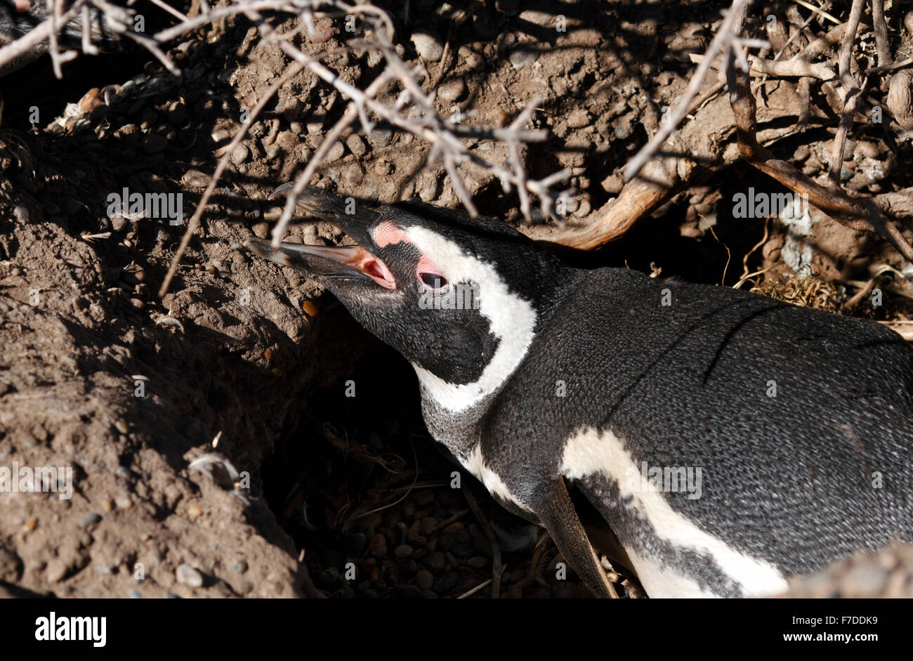 Magellanic Penguin stehen. El Pedral, Punta Ninfas, Provinz Chubut, Patagonien, Argentinien. Stockfoto