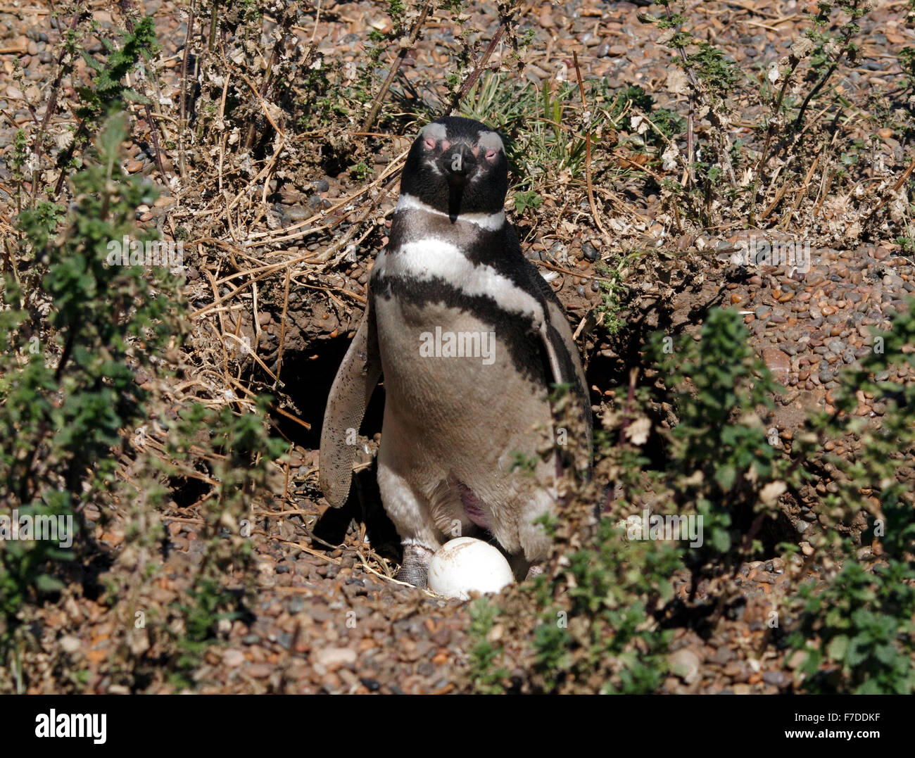 Magellanic Penguin mit seinem Ei stehen. El Pedral, Punta Ninfas, Provinz Chubut, Patagonien, Argentinien. Stockfoto