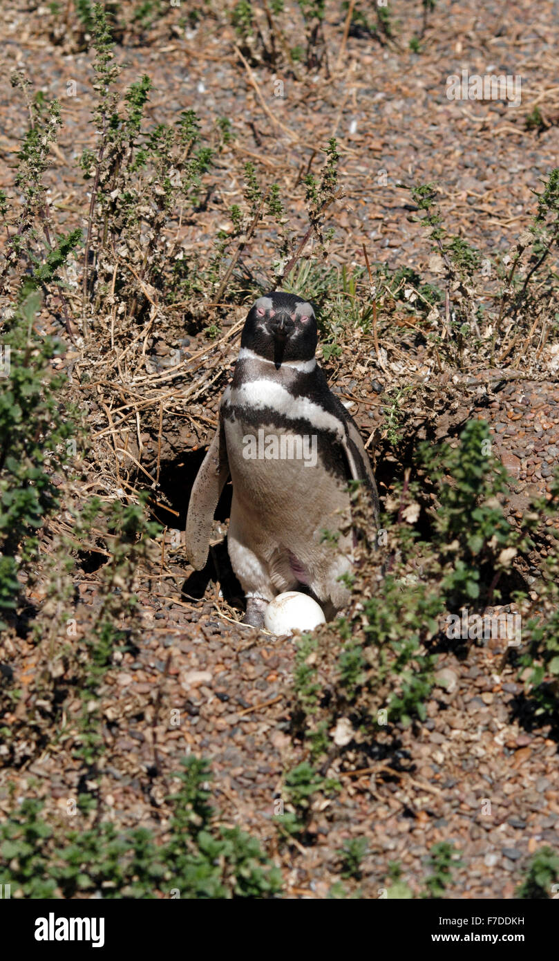 Magellanic Penguin mit seinem Ei stehen. El Pedral, Punta Ninfas, Provinz Chubut, Patagonien, Argentinien. Stockfoto
