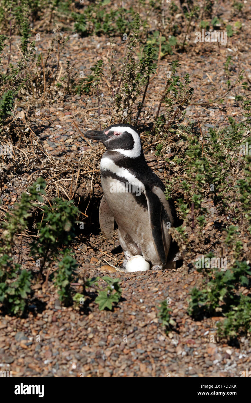 Magellanic Penguin mit seinem Ei stehen. El Pedral, Punta Ninfas, Provinz Chubut, Patagonien, Argentinien. Stockfoto