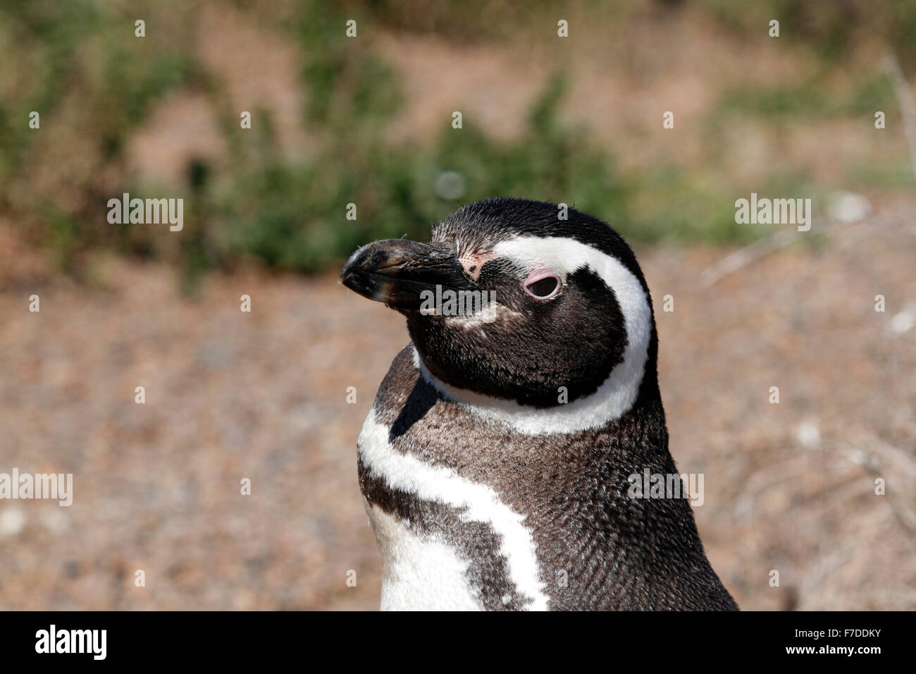 Magellanic Penguin stehen. El Pedral, Punta Ninfas, Provinz Chubut, Patagonien, Argentinien. Stockfoto