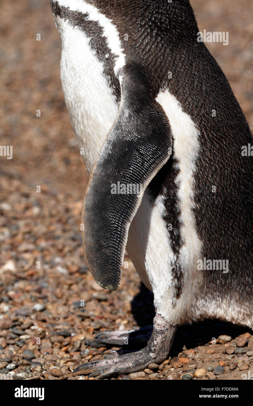 Magellanic Penguin stehen. El Pedral, Punta Ninfas, Provinz Chubut, Patagonien, Argentinien. Stockfoto