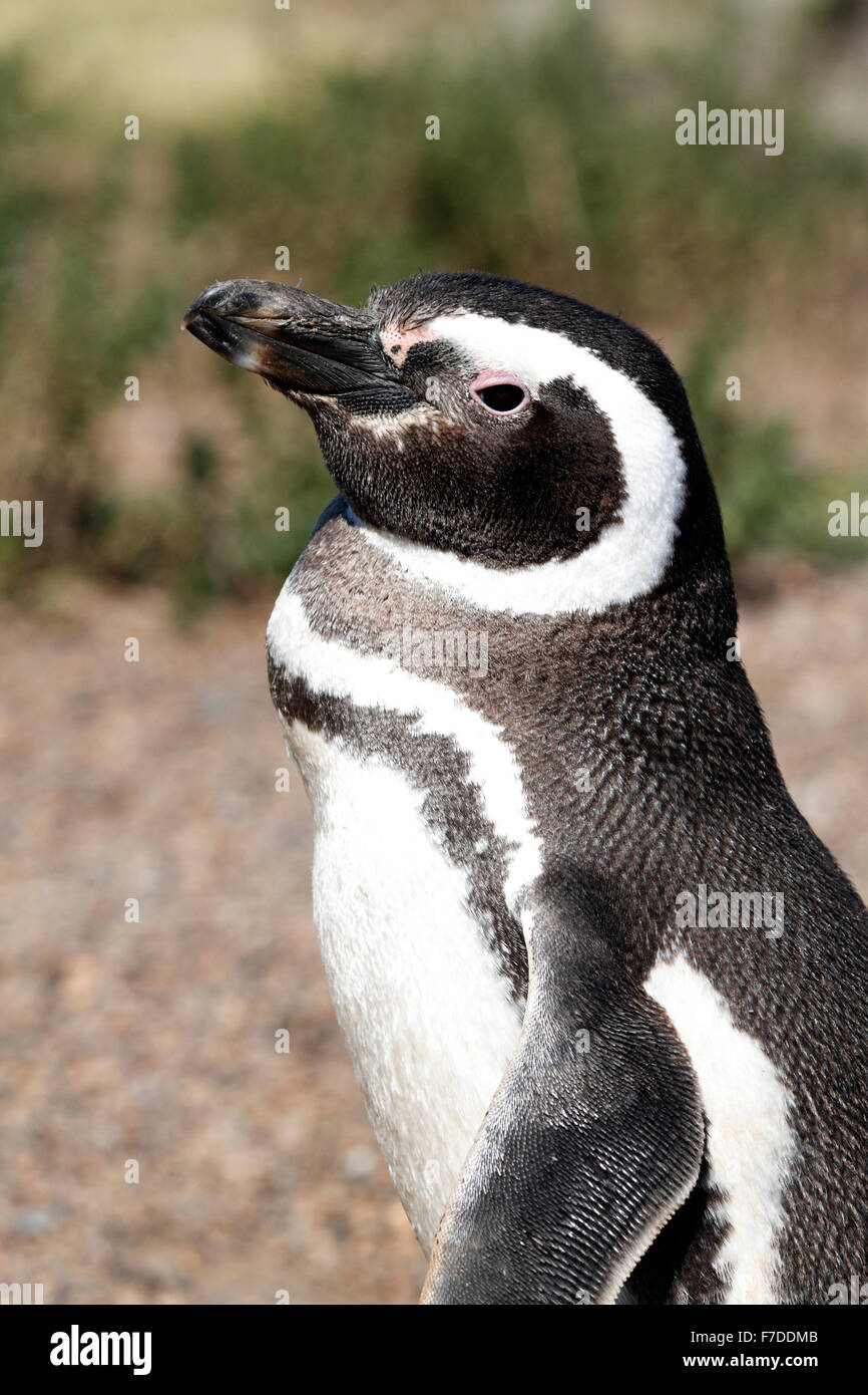 Magellanic Penguin stehen. El Pedral, Punta Ninfas, Provinz Chubut, Patagonien, Argentinien. Stockfoto