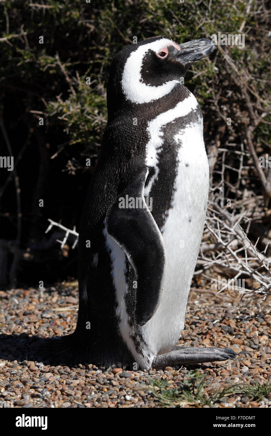 Magellanic Penguin stehend Stockfoto