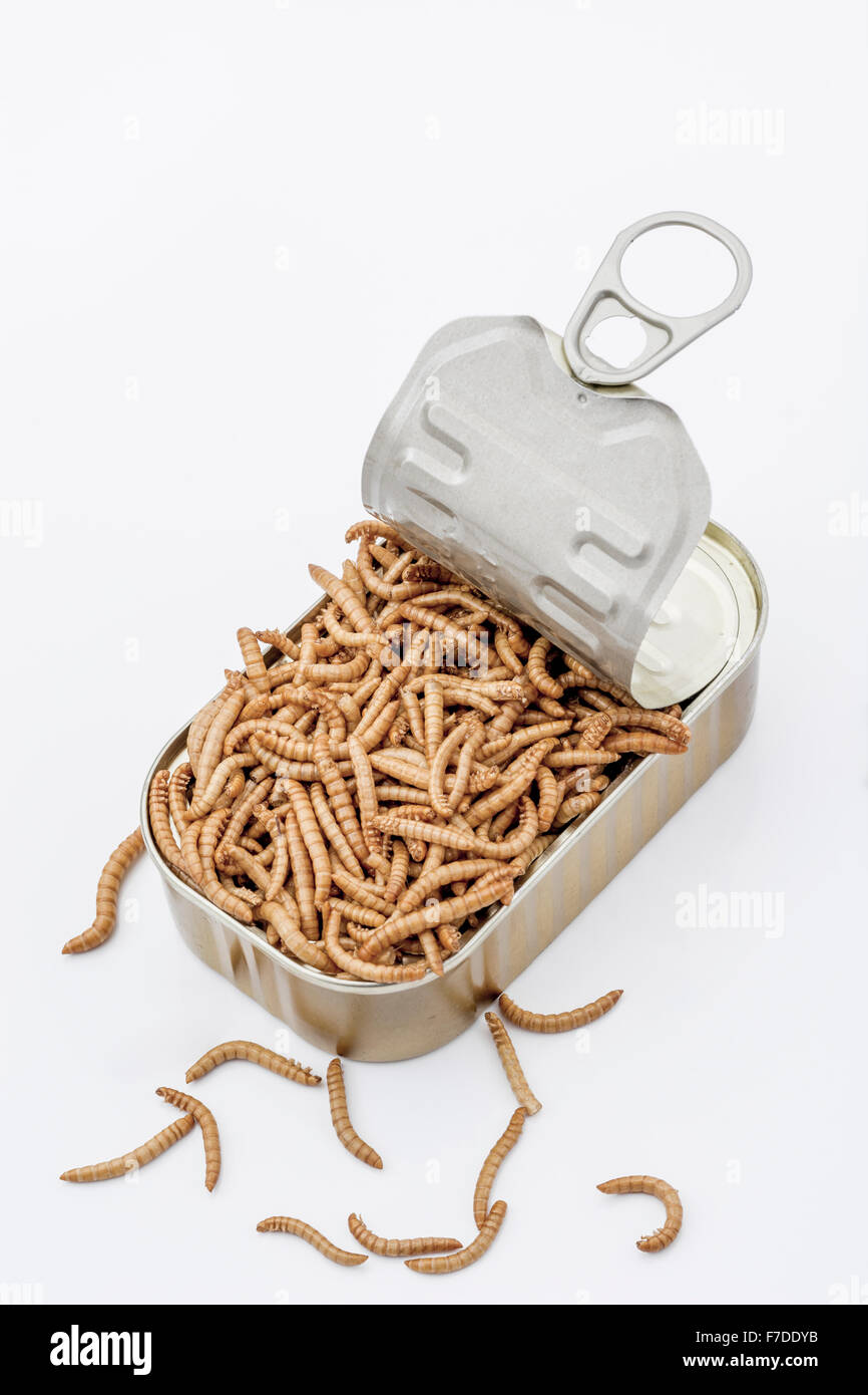 Kann der Mehlwürmer/Tenebrio Molitor, symbolisch für die Phrase: "öffnen Sie eine Dose Würmer". Metapher für Entomophagy, Essbare Insekten, essbare Bugs, essen von Insekten. Stockfoto