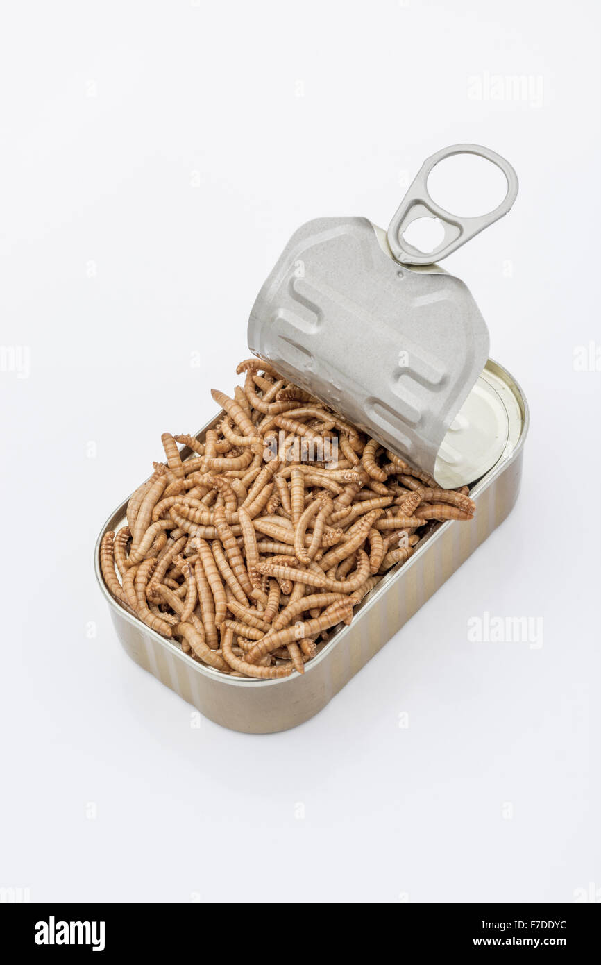 Kann der Mehlwürmer/Tenebrio Molitor, symbolisch für die Phrase: "öffnen Sie eine Dose Würmer". Metapher für Entomophagy, Essbare Insekten, essbare Bugs, essen von Insekten. Stockfoto