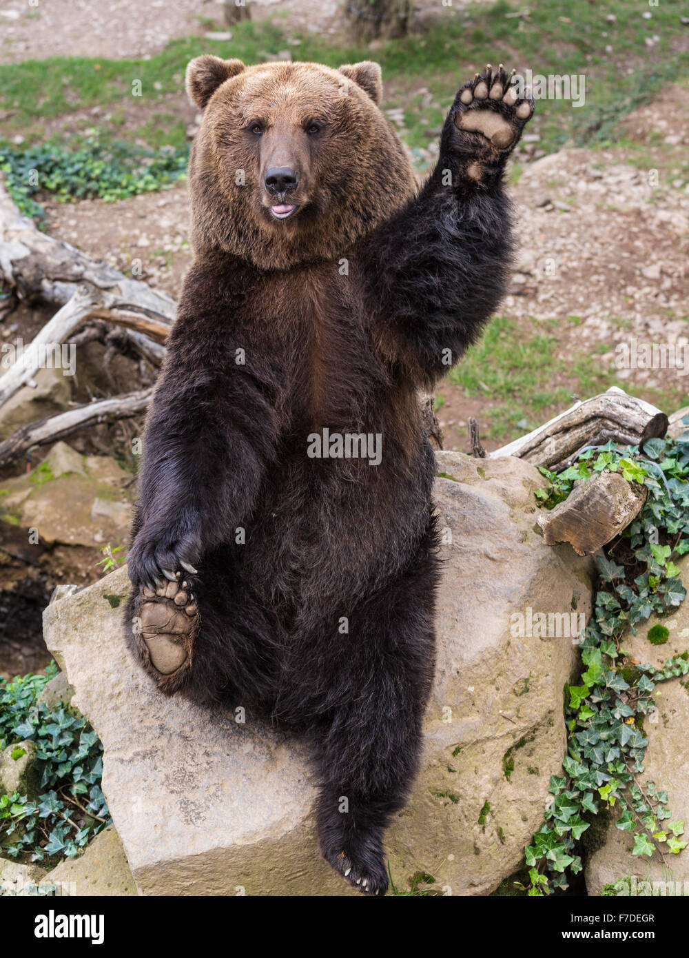 Bär winkt eine Pfote in Gruß, Cochem, Rheinland-Pfalz, Deutschland