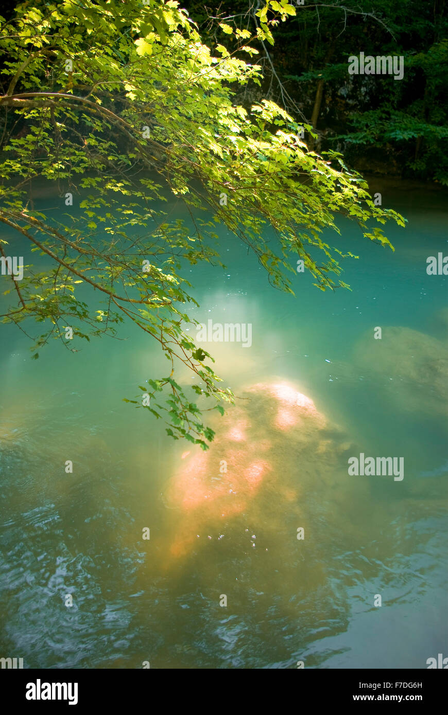Baum und Sträucher spiegelt sich im Fluss Stockfoto