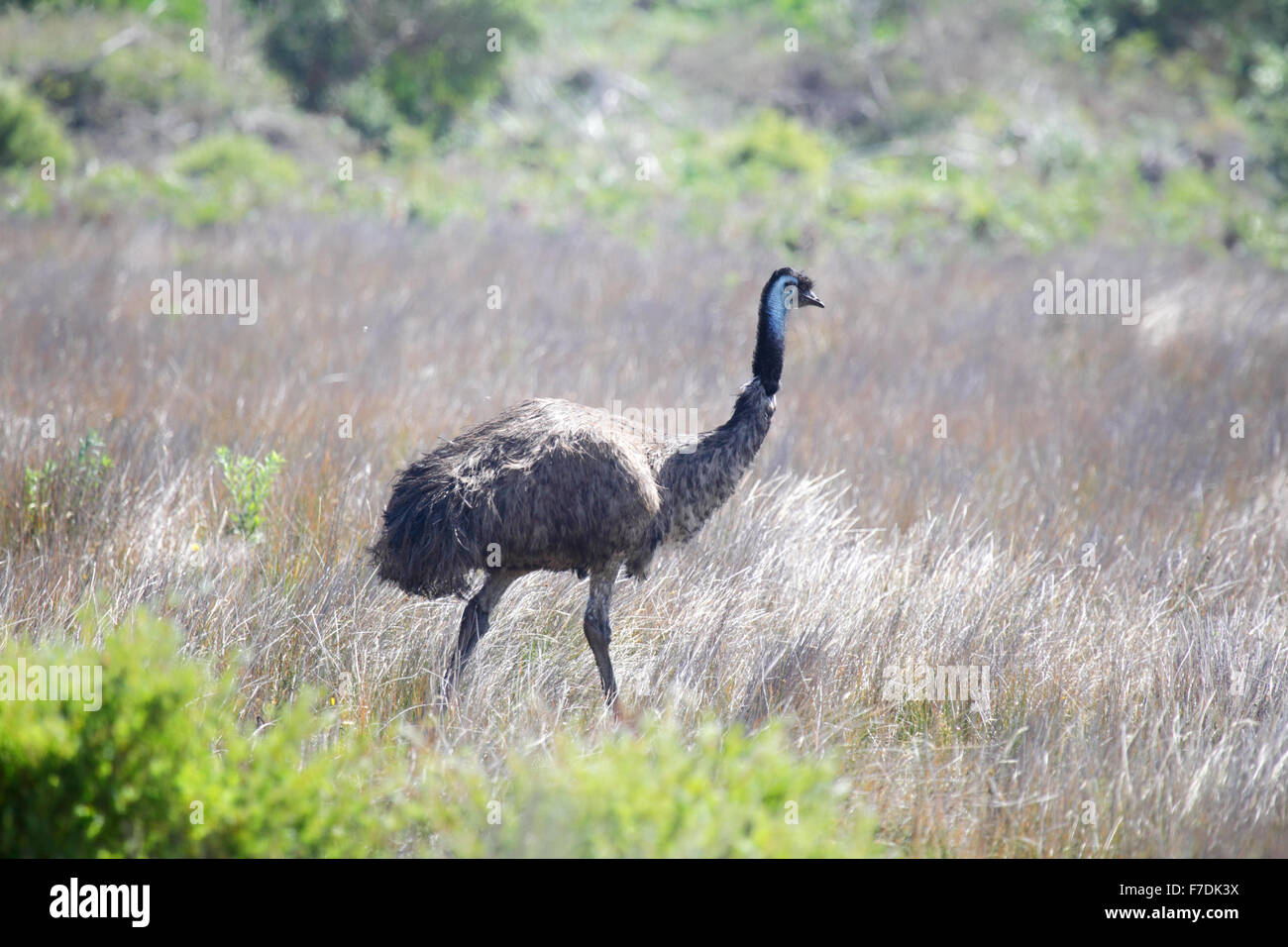Emu (Dromaius Novaehollandiae) im Wilsons Promontory National Park, Victoria, Australien. Stockfoto
