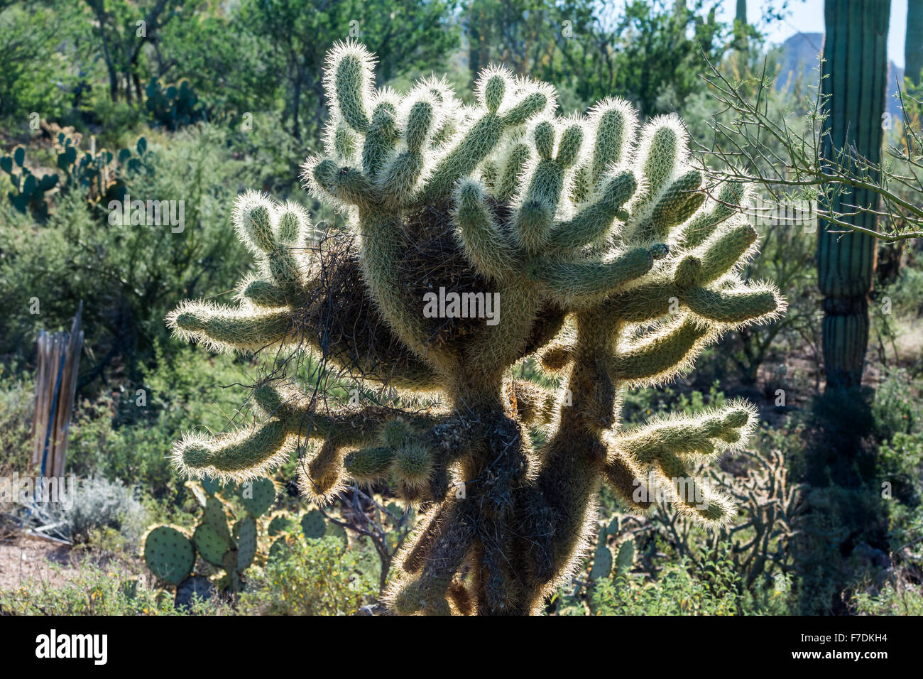 Vogel ein Nest in der Teddy Bear Cholla Cactus (Cylindropuntia Bigelovii) gebaut. Saguaro National Park, Tucson, Arizona, USA. Stockfoto