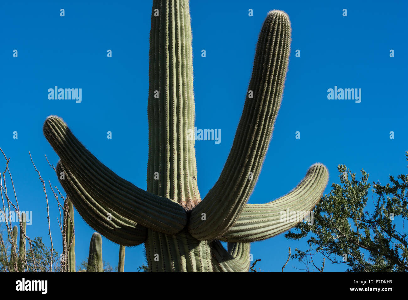Zweige von einem gigantischen Saguaro Kaktus (Carnegiea Gigantea) im Saguaro National Park, Tucson, Arizona, USA. Stockfoto