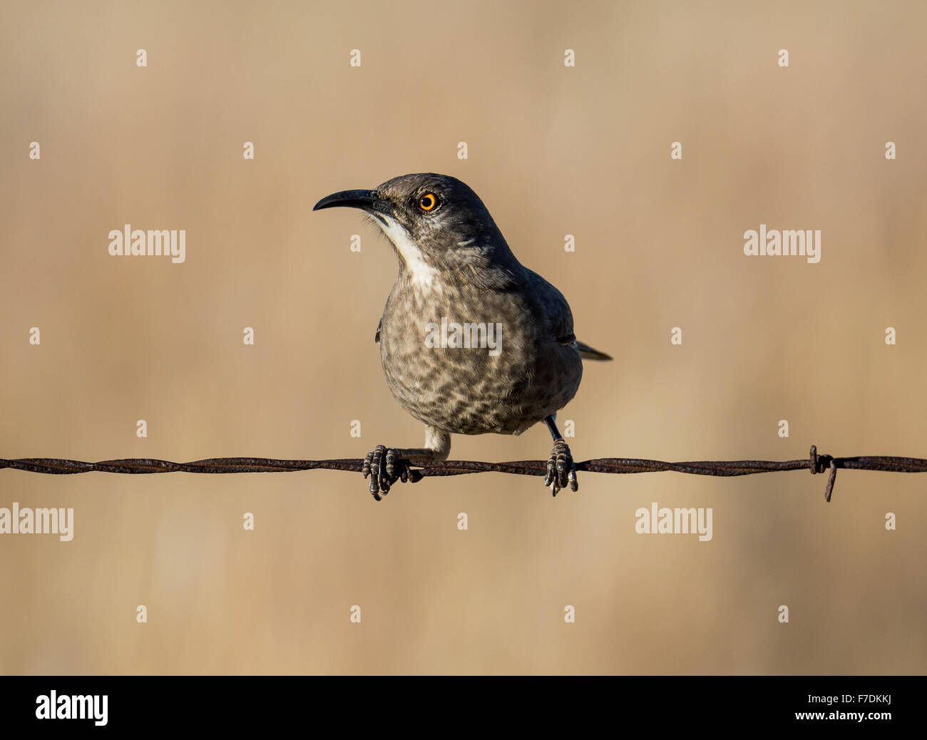 Eine Kurve-billed Thrasher (Toxostoma Curvirostre) thront auf einem Stacheldraht. Tucson, Arizona, USA. Stockfoto