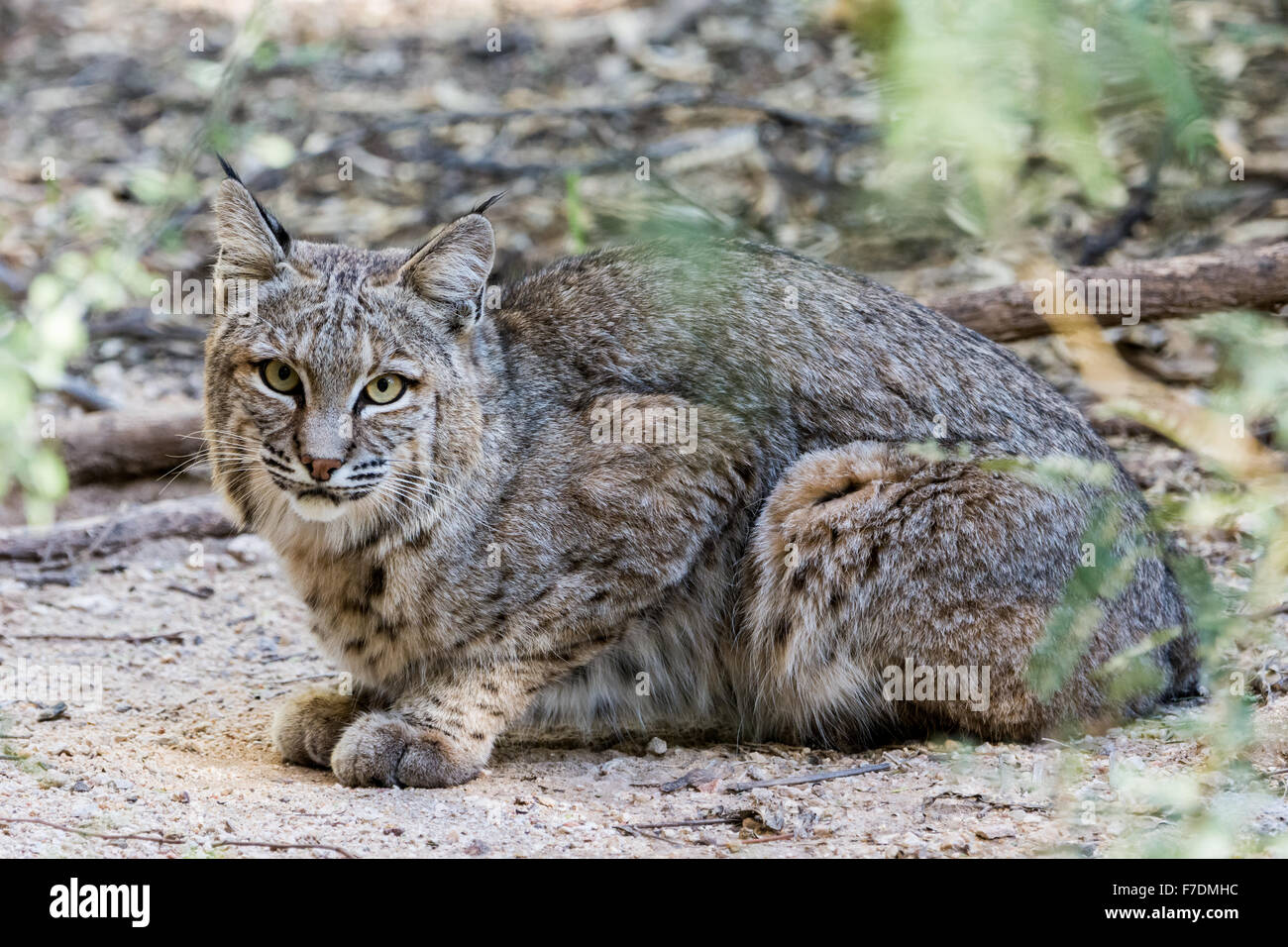 Ein Rotluchs (Lynx Rufus) in der Wüste. Tucson, Arizona, USA. Stockfoto
