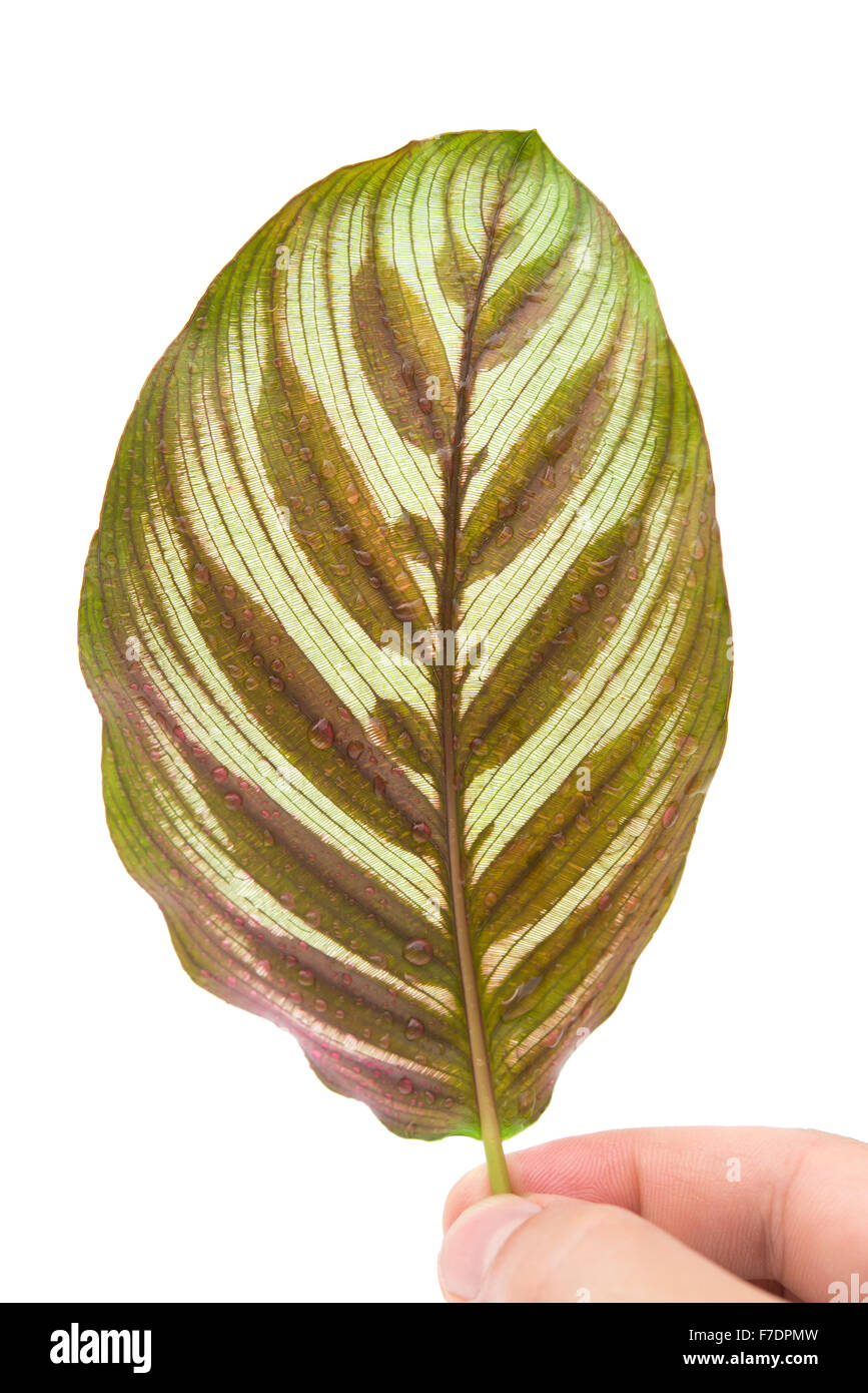 Rckseite des Calathea Makoyana Blatt auf weiem Hintergrund  Stockfotografie - Alamy