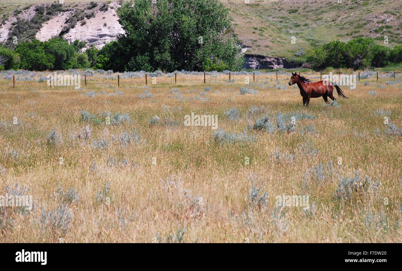 Kastanienbraunes farbiges Pferd in einer trockenen Bereich Verkleidung links. Stockfoto