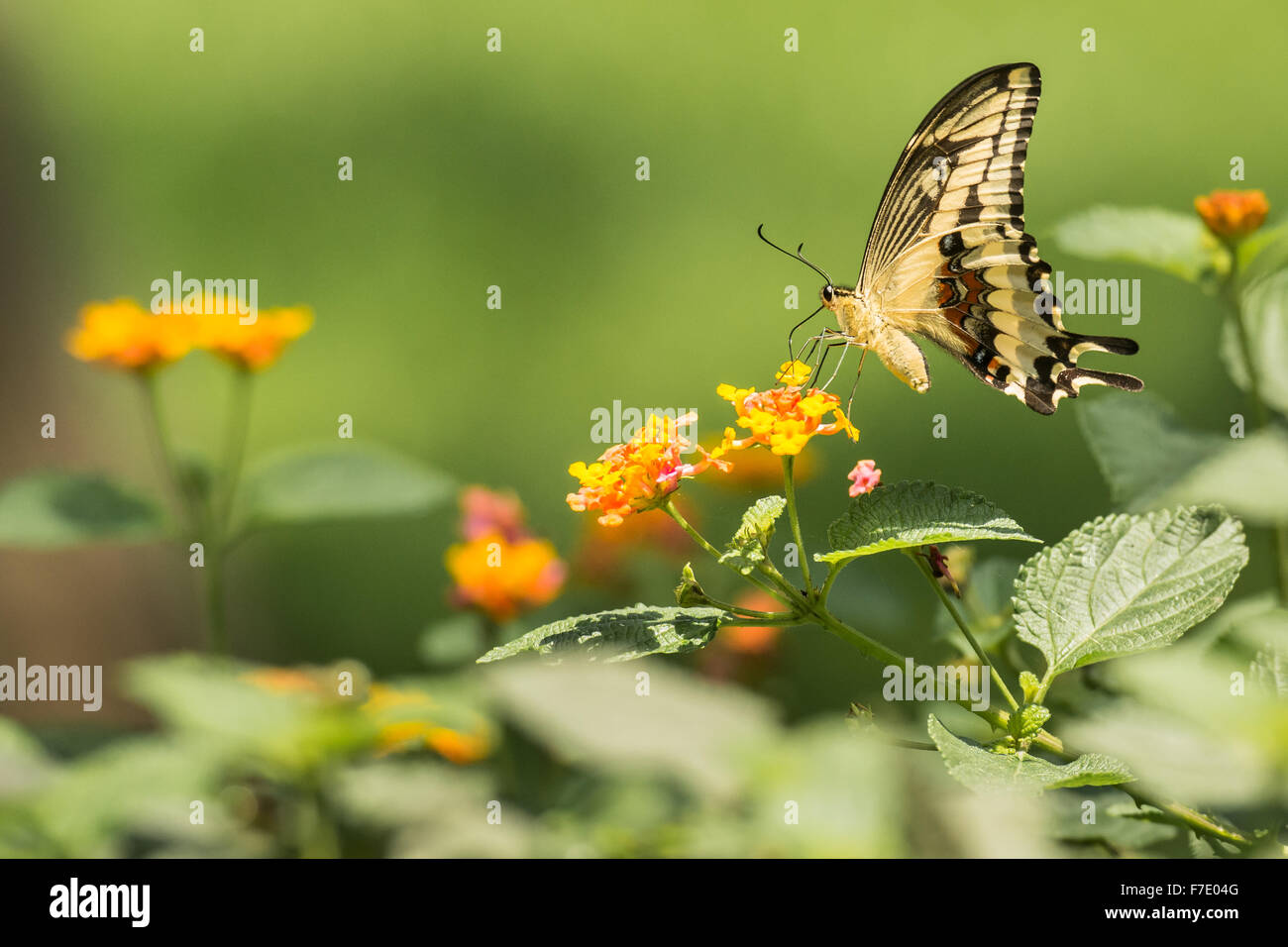Gelbe peruanischen Schwalbenschwanz Schmetterling auf Lantana Blume Stockfoto