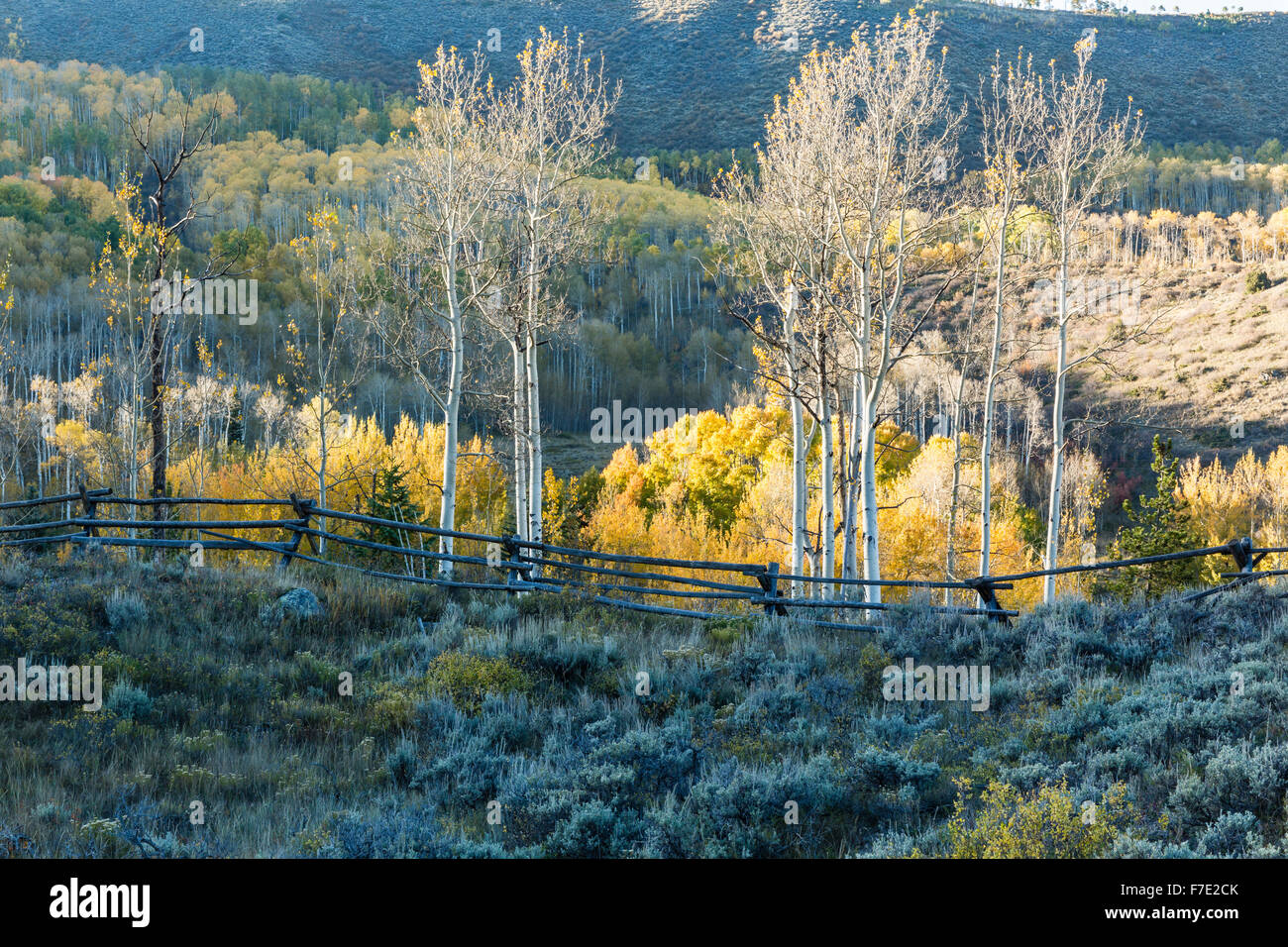 Espen Bäume entlang einem Holzzaun, beleuchtet durch das letzte Licht des Tages auf dem Katarakt-Rundweg in den Rocky Mountains in Colorado Stockfoto