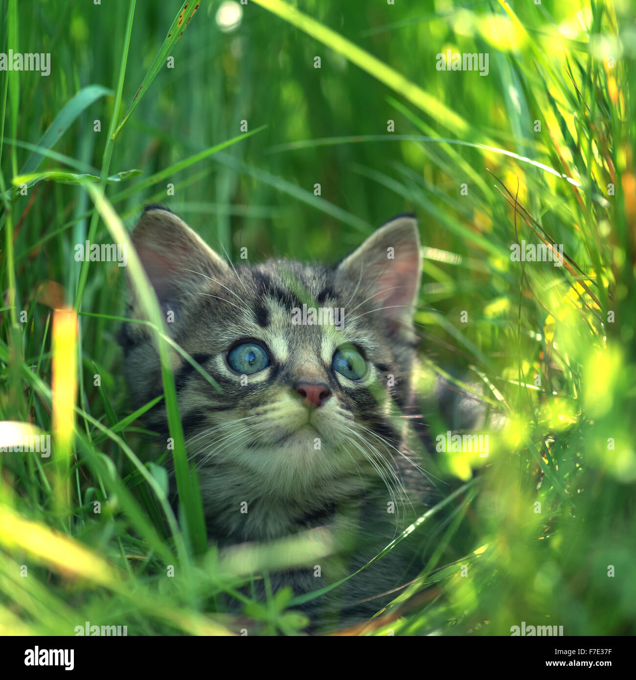 Kätzchen auf dem Rasen hautnah Stockfoto