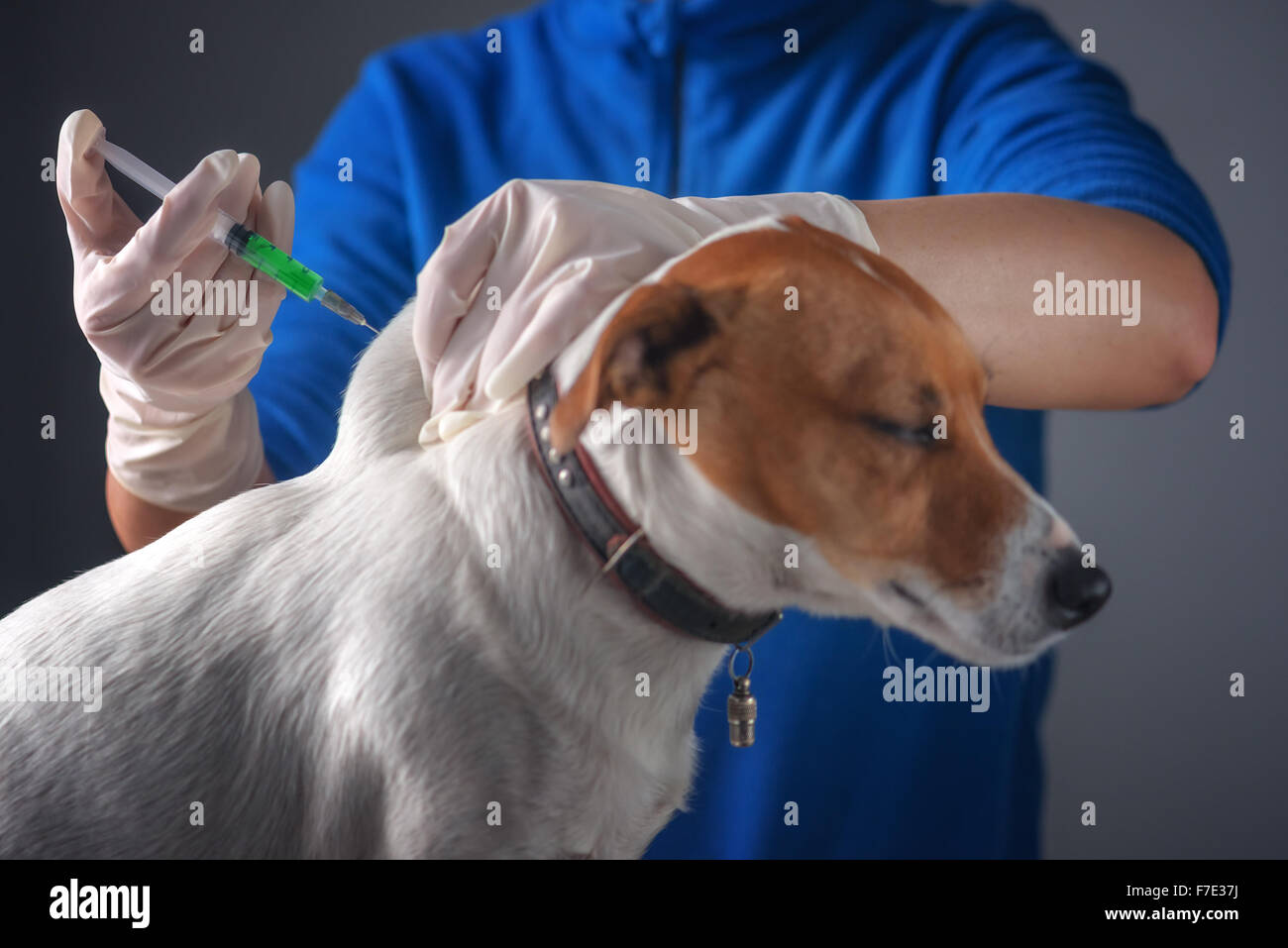 Injektion von Tierarzt Doktor Hund Stockfoto
