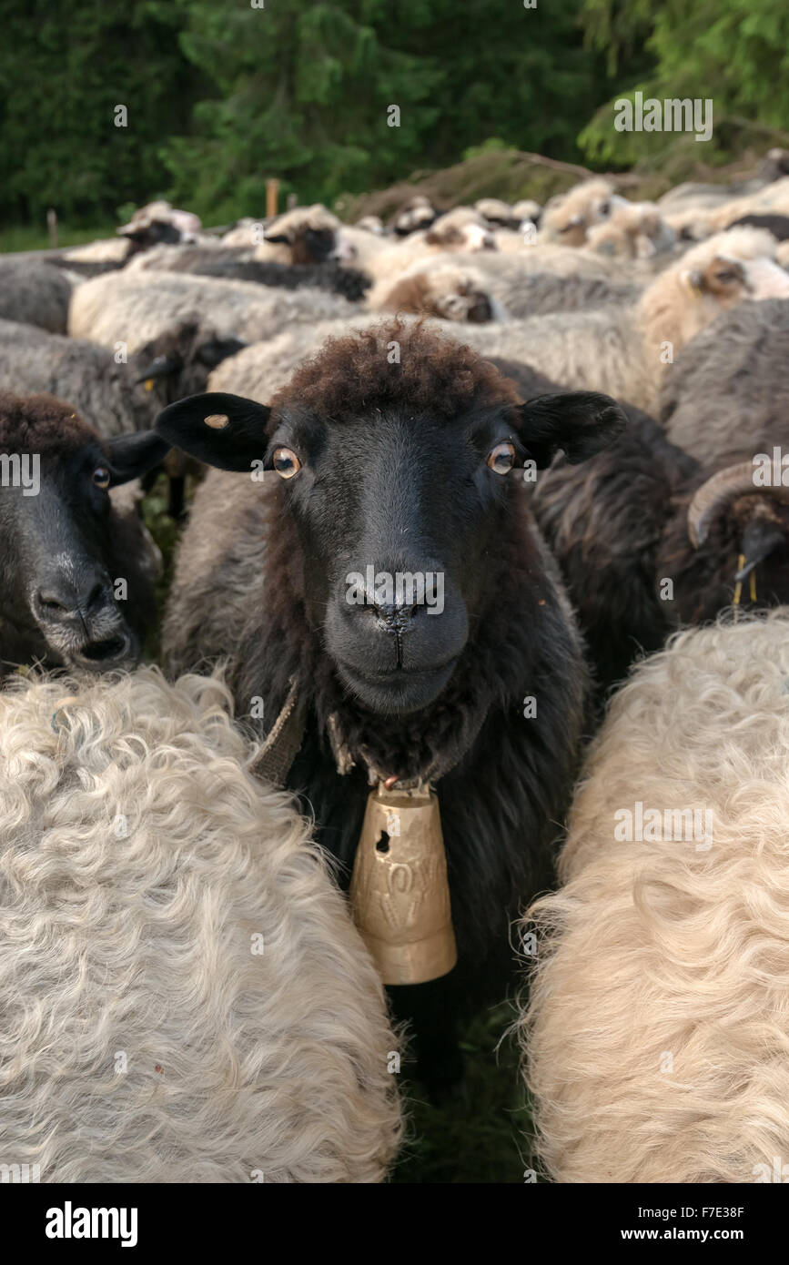 Herde von Schafen hautnah Stockfoto
