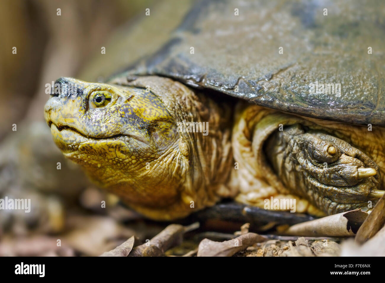 Gefährdete gelbe geleitet Tempel Schildkröte (Heosemys Annandalii) an den Cuc Phuong Turtle Conservation Center in Vietnam. Stockfoto