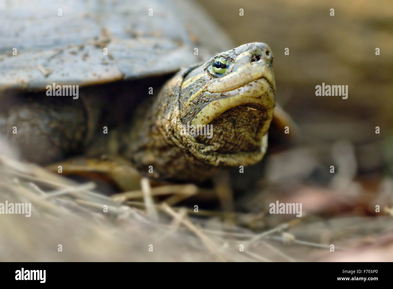 Die vom Aussterben bedrohten Annam Blatt Schildkröte (Mauremys Annamensis) in Gefangenschaft im Turtle Conservation Center in Vietnam. Stockfoto