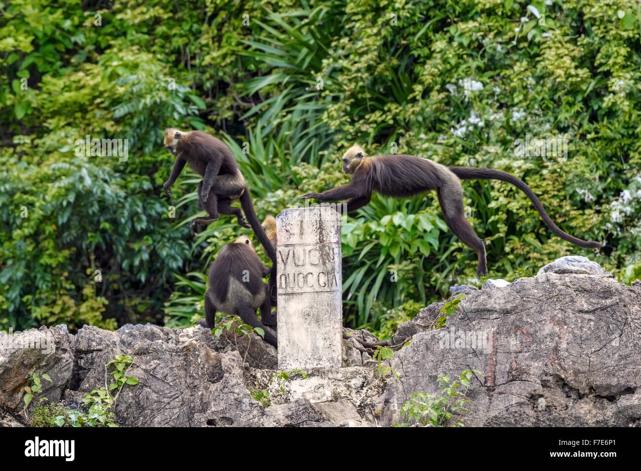 Vom Aussterben bedroht spielen Cat Ba Languren (Trachypithecus p. Poliocephalus), um das Cat Ba Schutzgebiet Zeichen Stockfoto