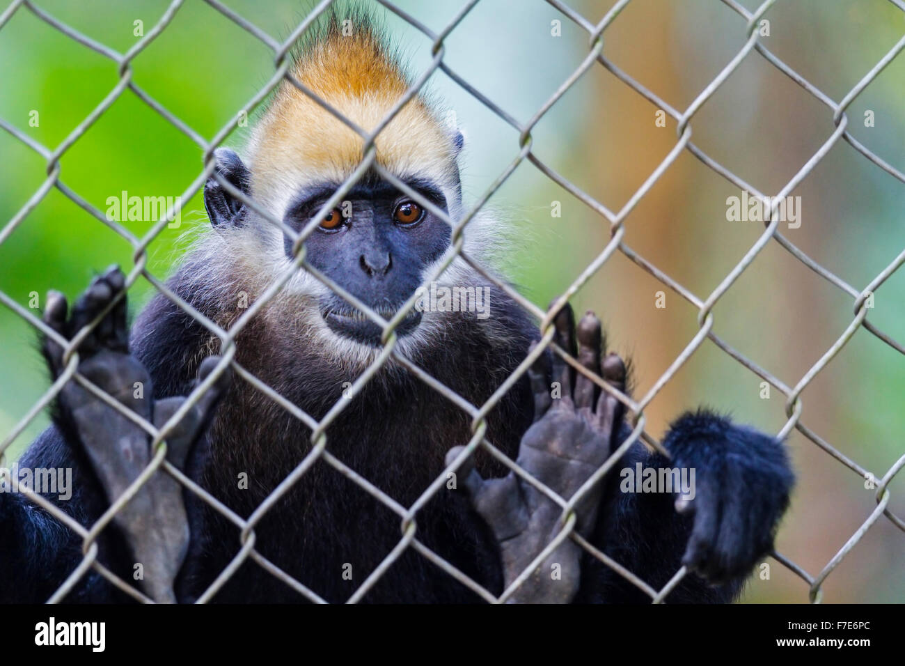 Captive Cat Ba Languren (Trachypithecus p. Poliocephalus), Endangered Primate Rescue Center, Cuc Phuong Nationalpark, Vietnam Stockfoto