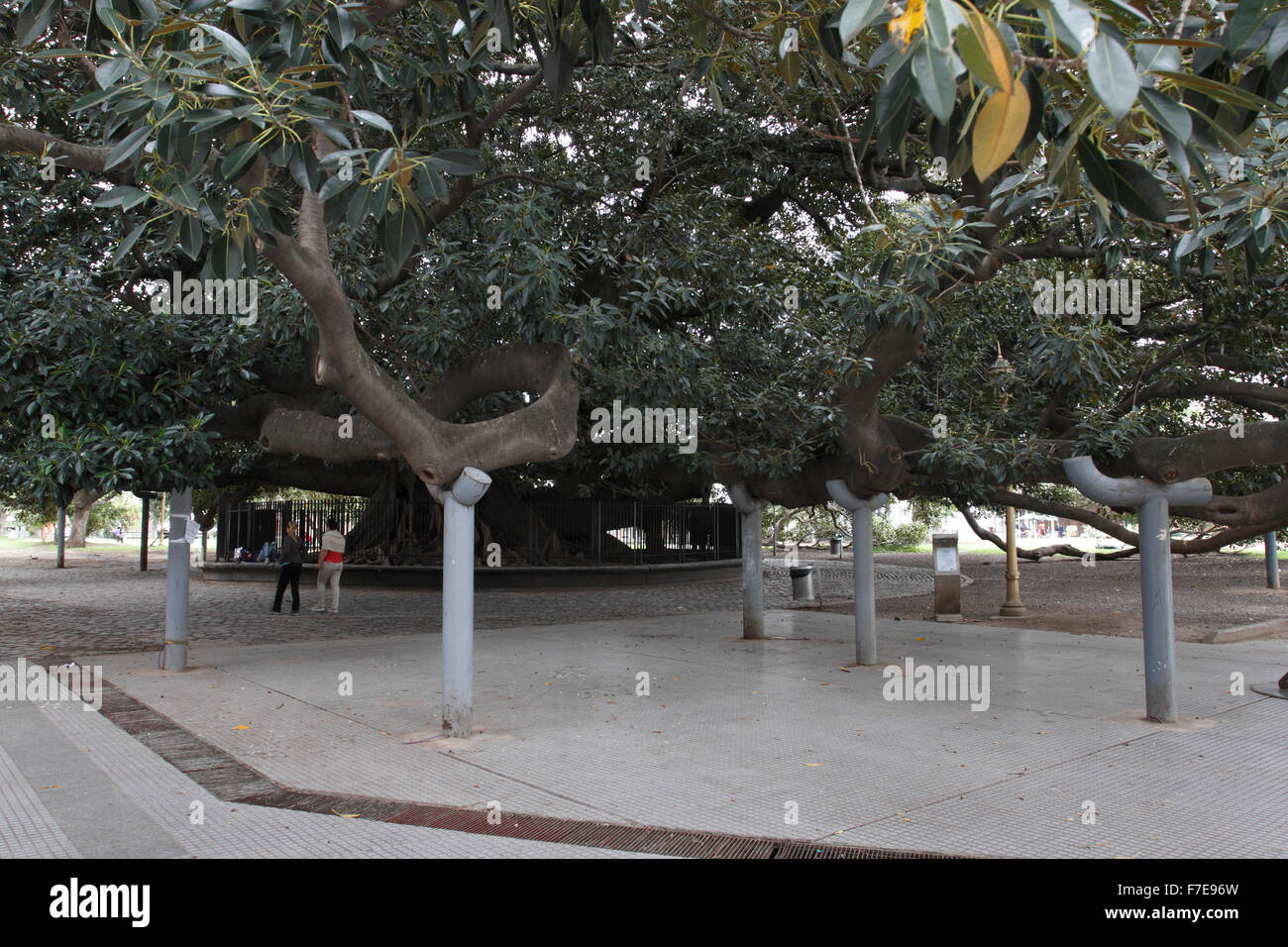 massive aufgestützt Baum in Buenos Aires zu verbreiten, mit Metall-Säulen Stockfoto