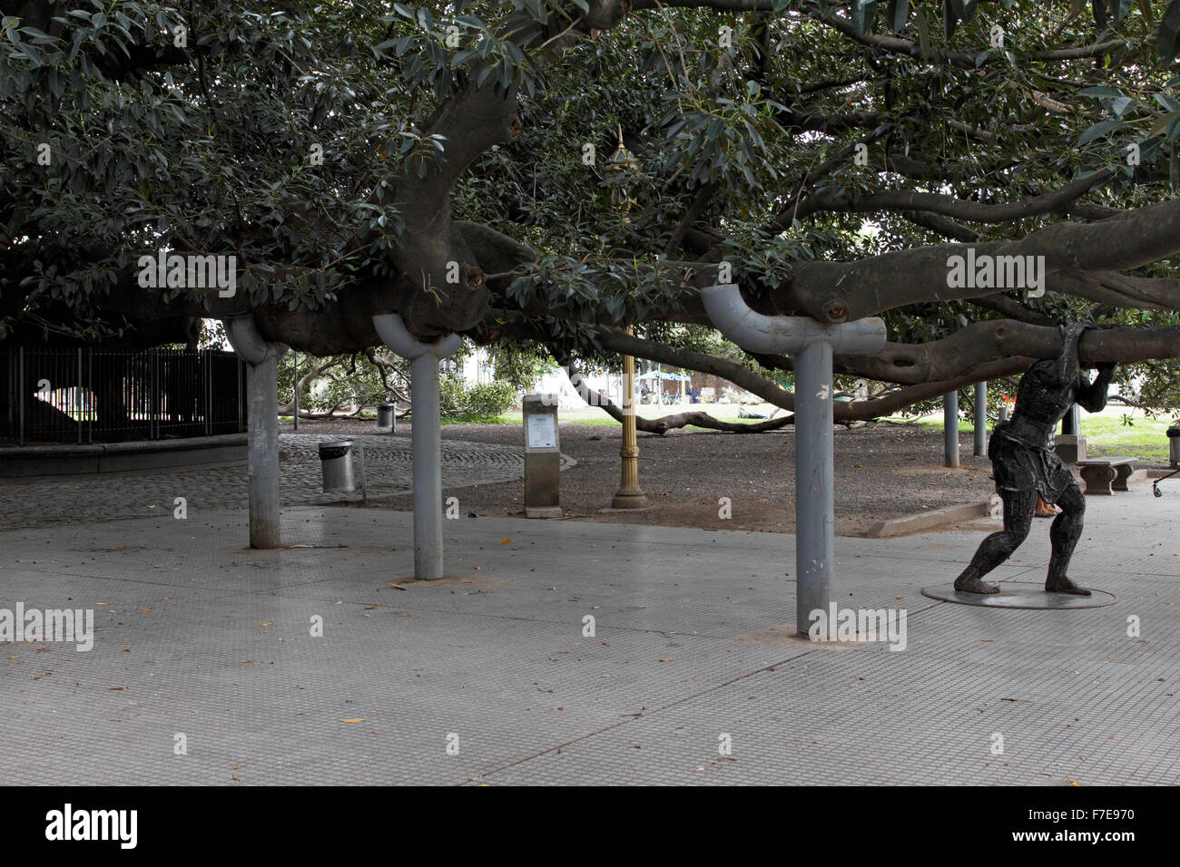 massive aufgestützt Baum in Buenos Aires zu verbreiten, mit Metall-Säulen Stockfoto