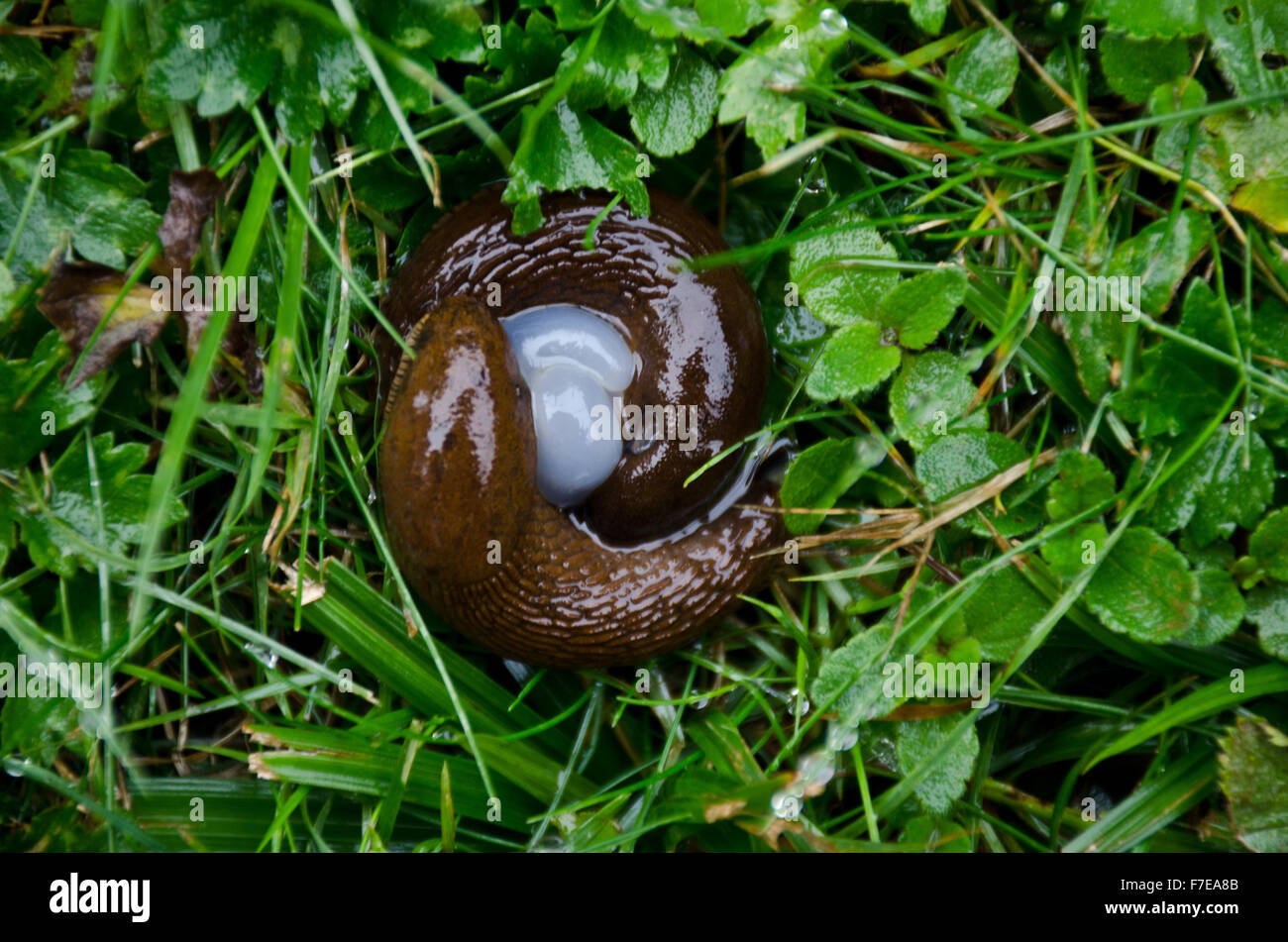 Schwarze Schnecken oder Runde wieder Schnecken Paarung (Arion Ater), Schweiz Stockfoto