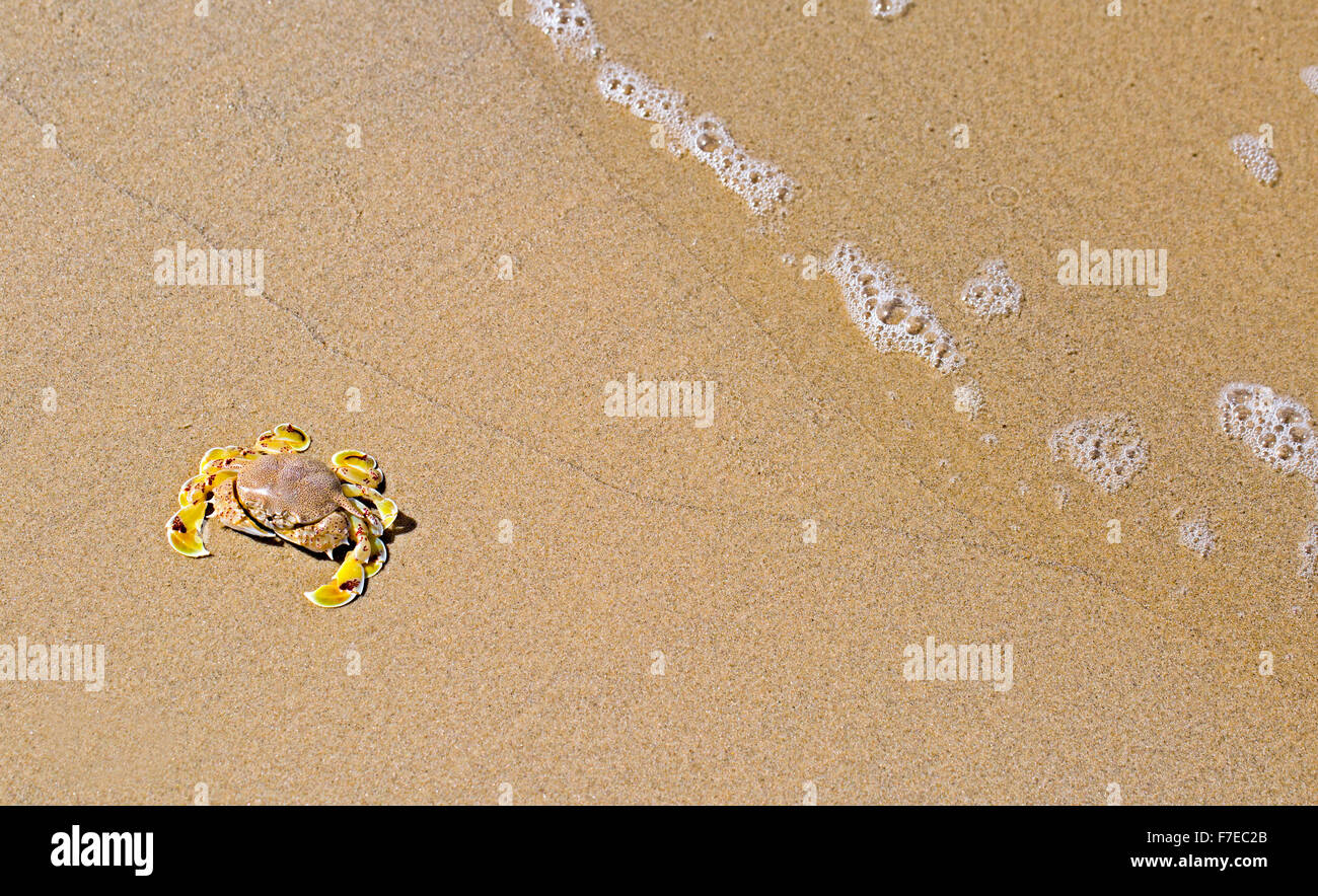Gefleckte Mond Krabbe (Ashtoret occasion) fotografiert an der mediterranen Küste, Israel im August. Diese schwimmen Krabbe findet sich in t Stockfoto