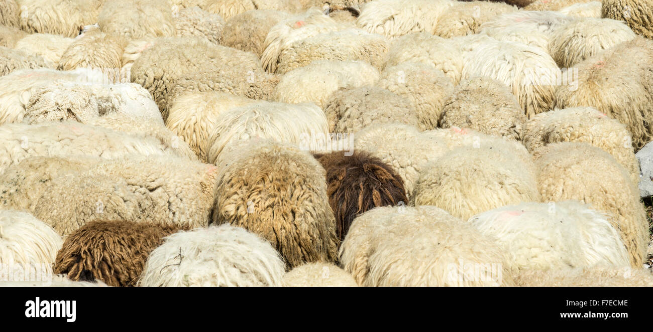Herde von Schafen, Comillas, Kantabrien, Spanien Stockfoto