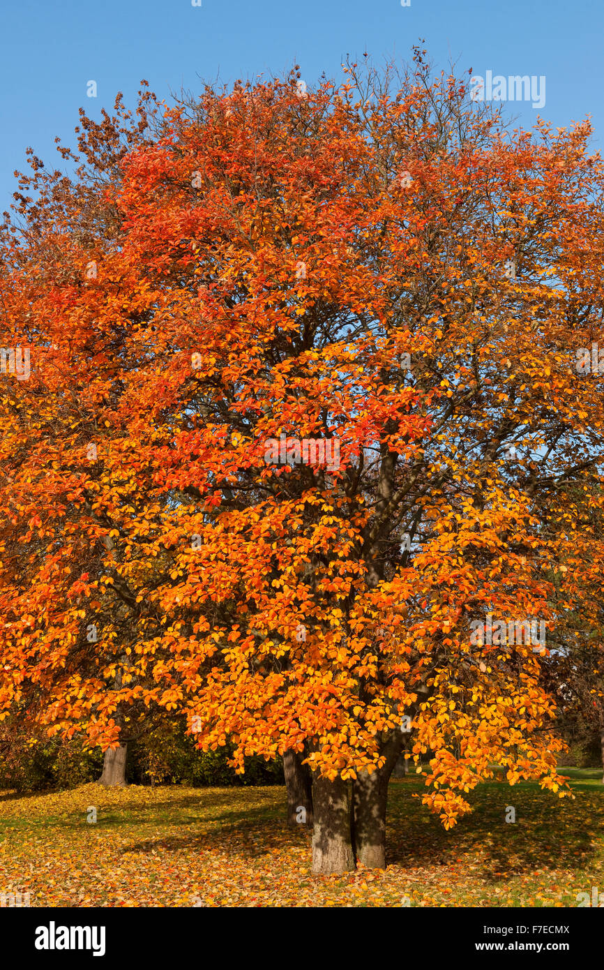 Schwedische Mehlbeere (Sorbus Intermedia) mit herbstlich gefärbten Blättern, Park, Erfurt, Thüringen, Deutschland Stockfoto
