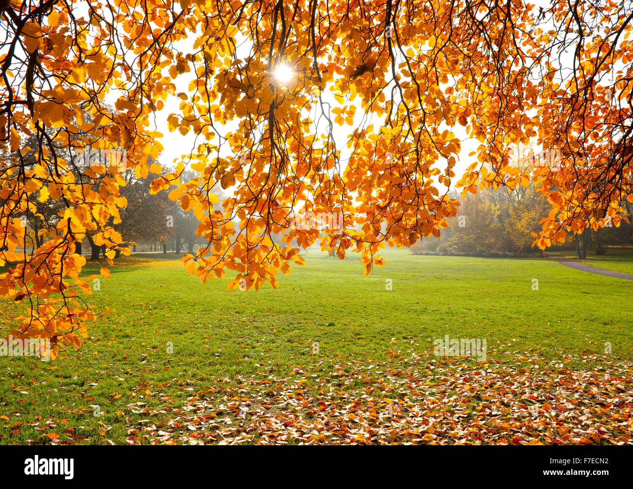 Schwedische Mehlbeere (Sorbus Intermedia) im Herbst Blätter Hintergrundbeleuchtung, Park, Erfurt, Thüringen, Deutschland Stockfoto